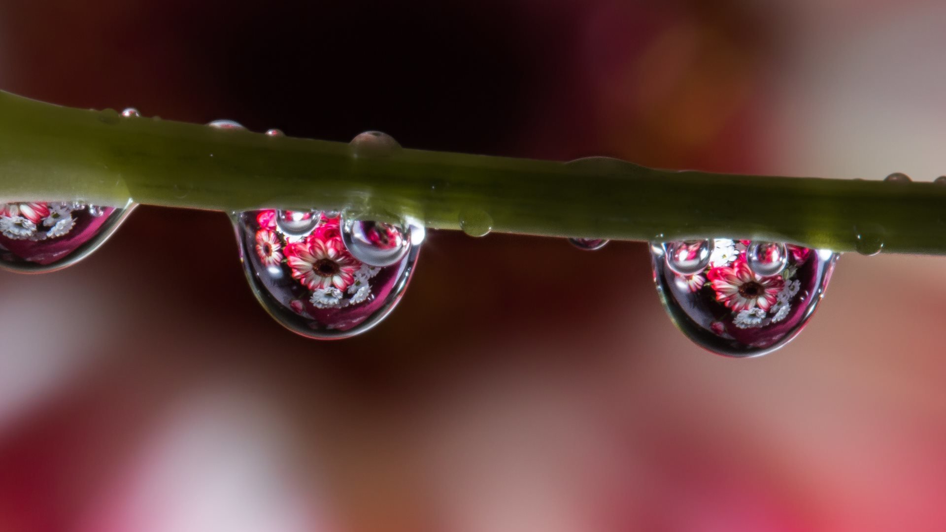 water drops the stem reflection close up flower