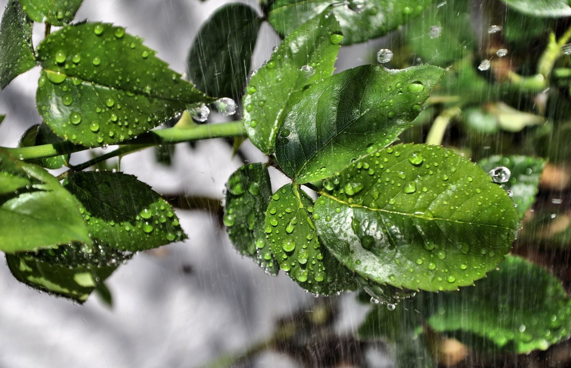 hojas lluvia gotas macro