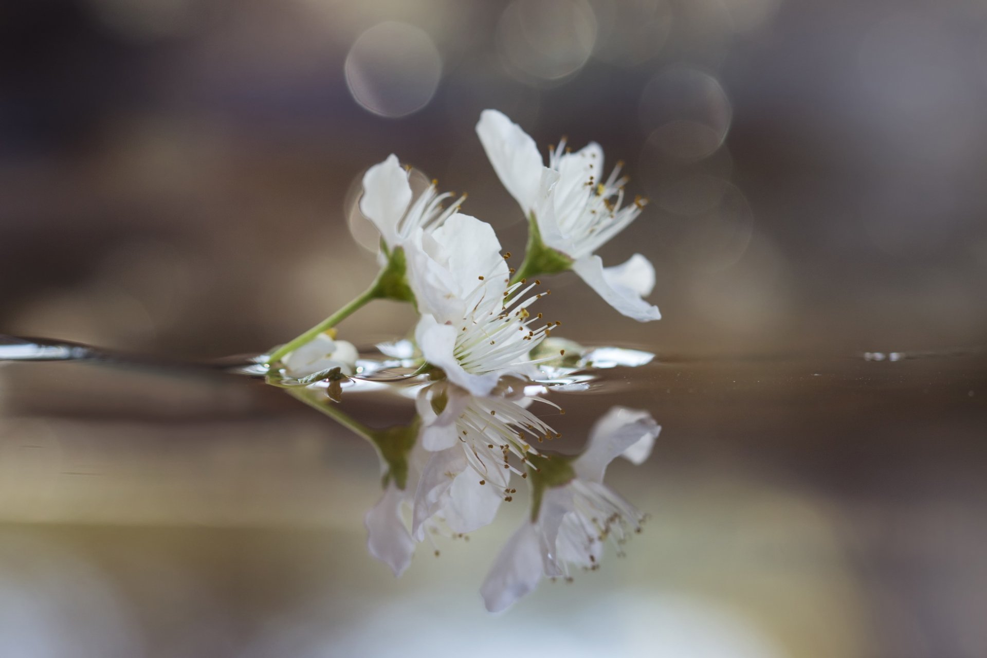 zweig blumen pflaume wasser reflexion