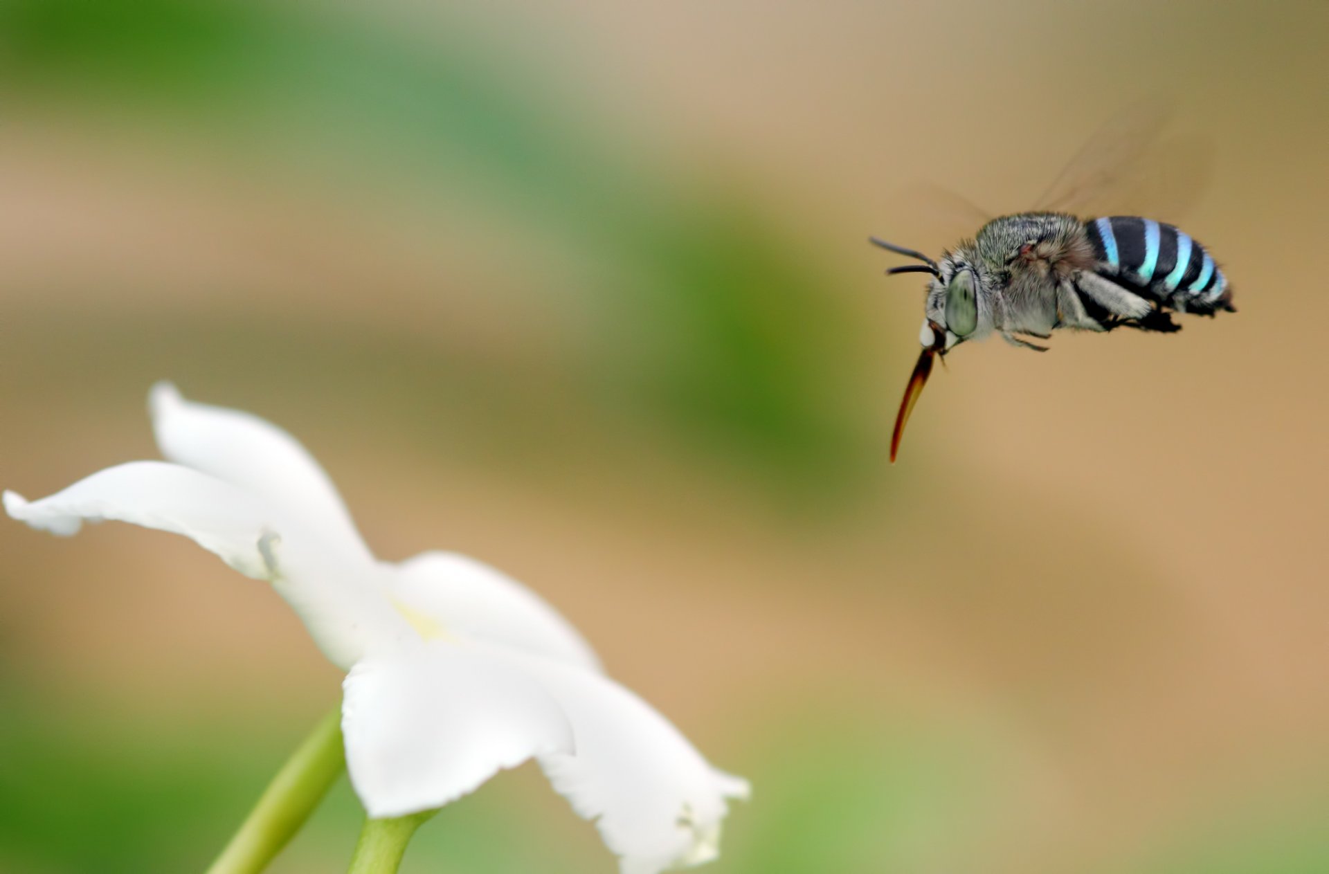 flower white insect background