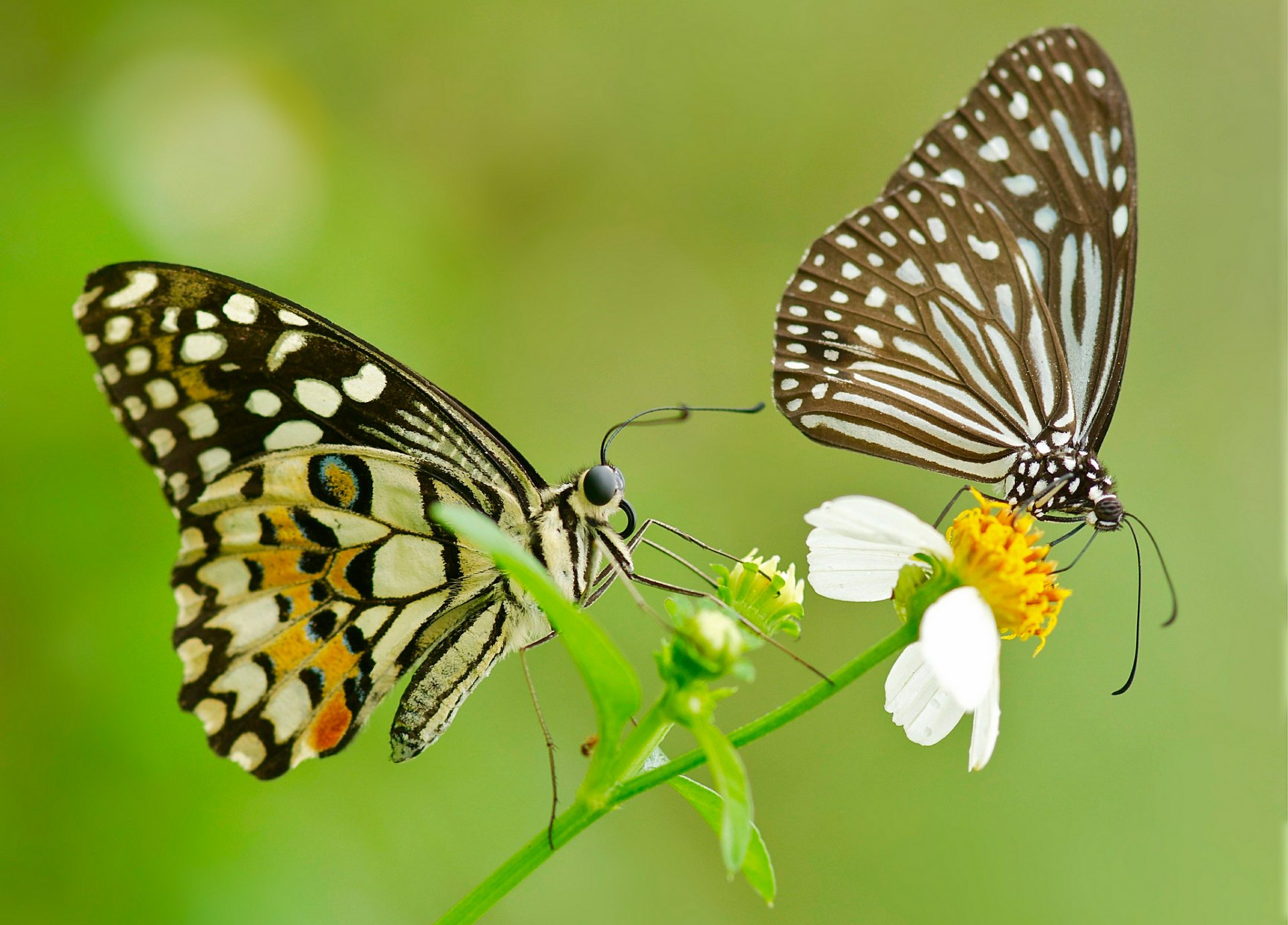 mariposa polilla pareja flor alas patrón