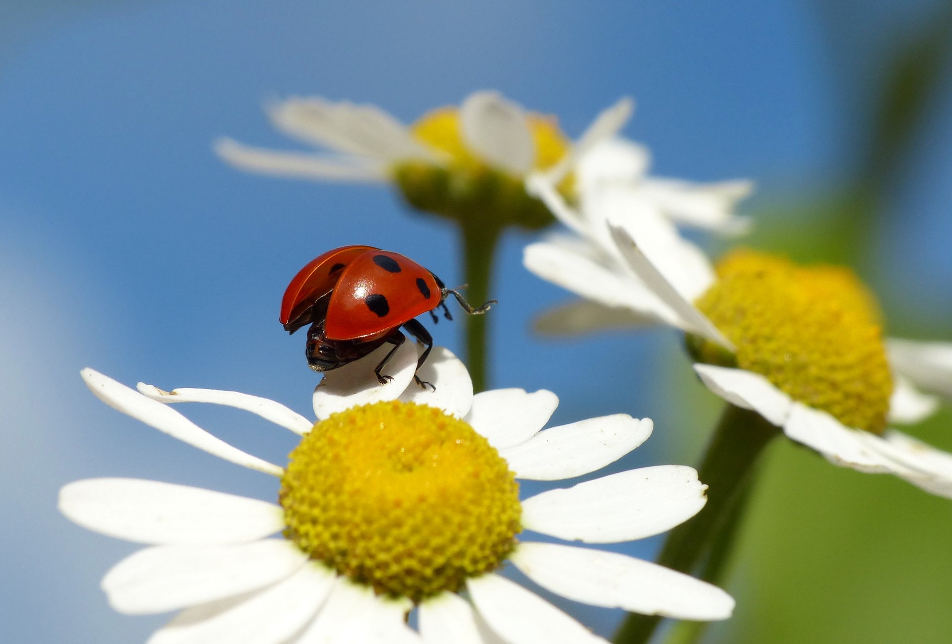 fiore petali margherita insetto coccinella