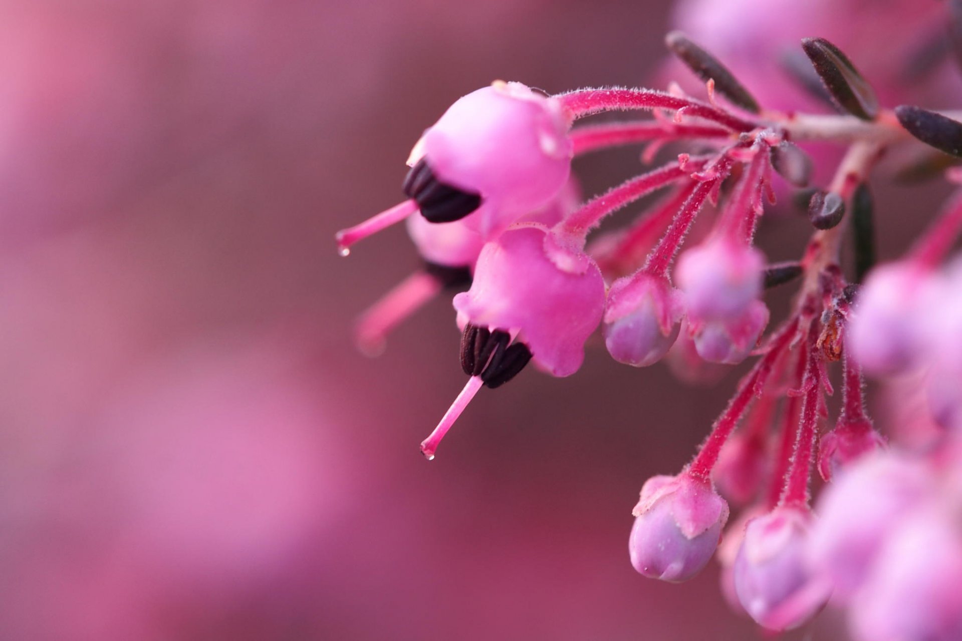 brezo flores flores rosa brotes rama arbusto bokeh desenfoque macro fondo