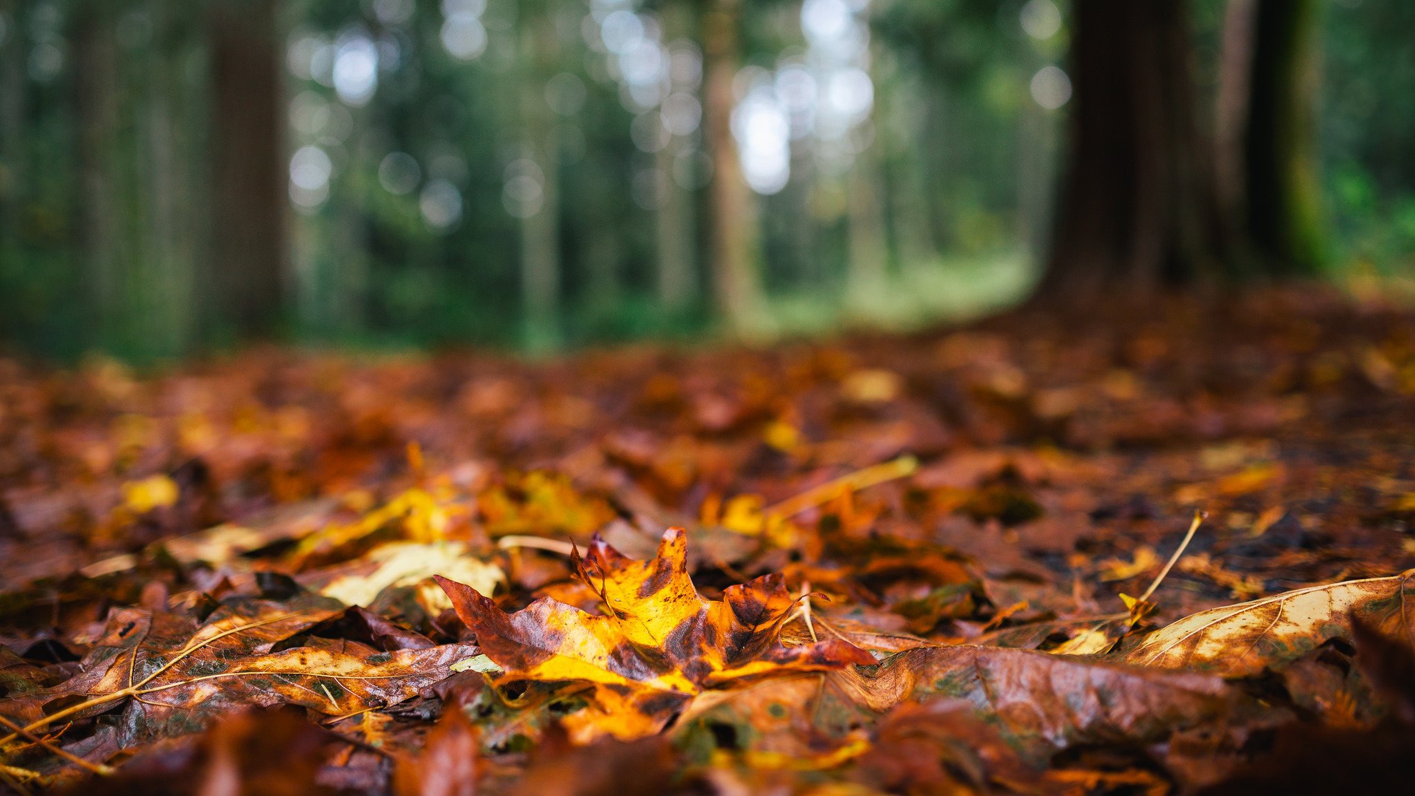 liście brązowy żółty las drzewa jesień natura makro