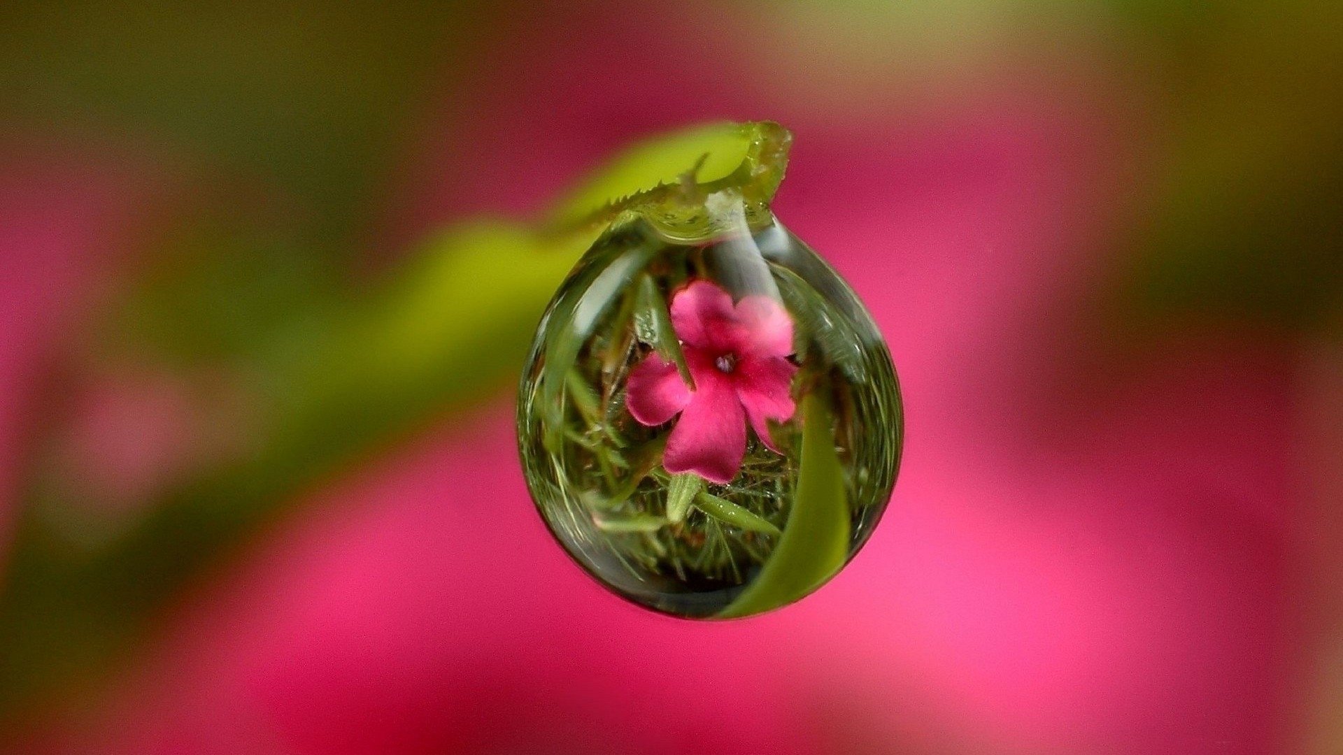 woda krople rosa łodyga liść natura trawa odbicie soczewka lustro