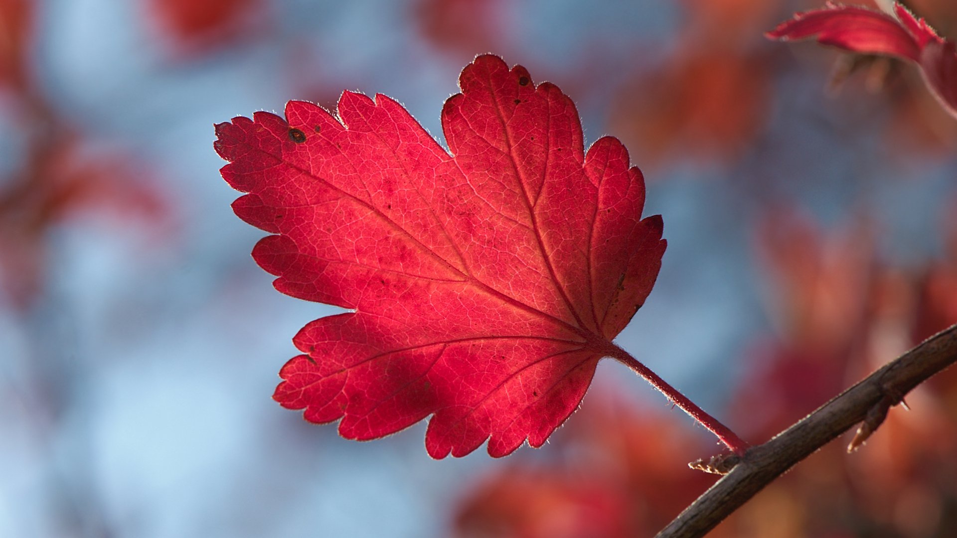 heet red autumn close up