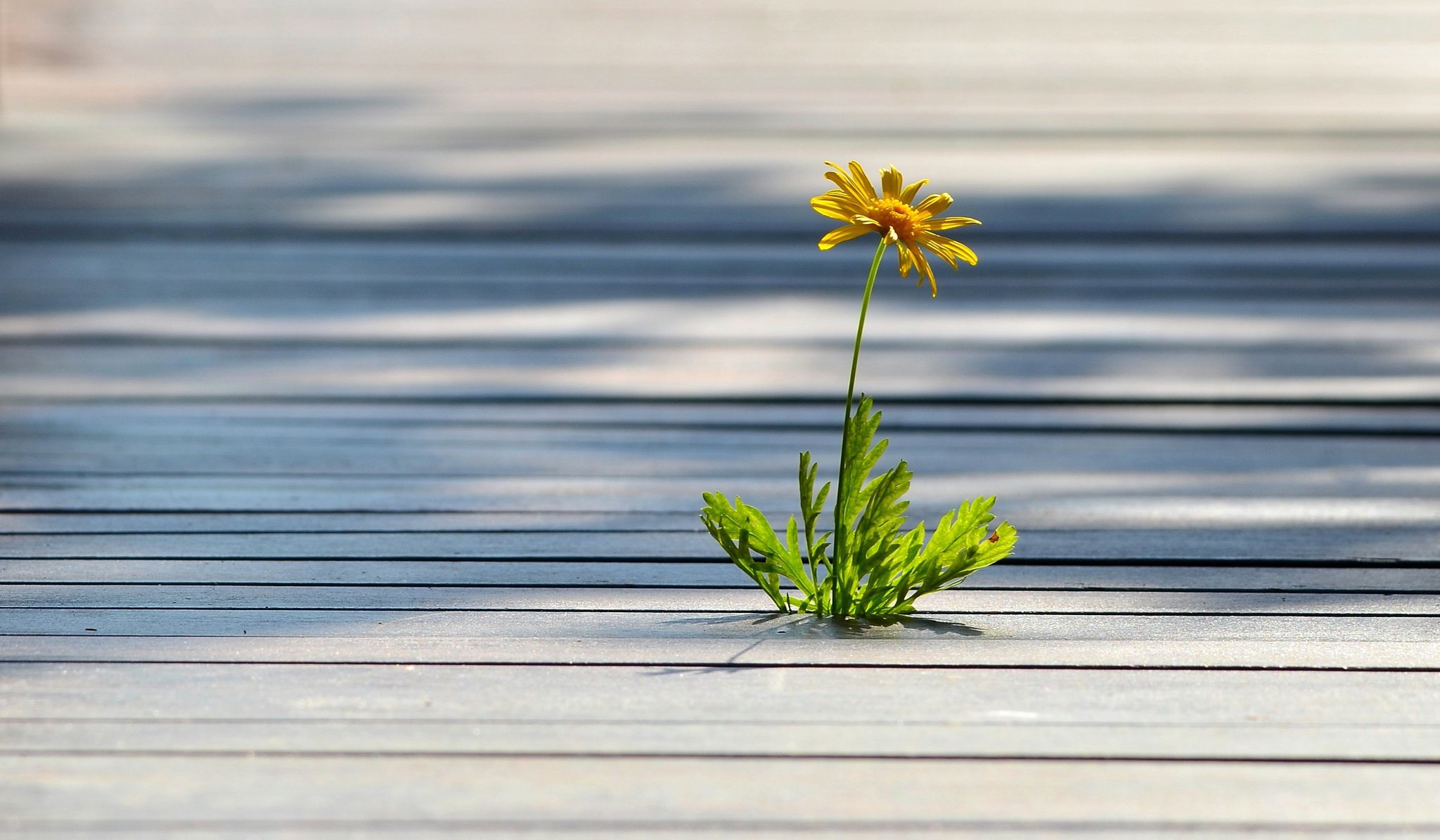 boards tree weed single flower yellow