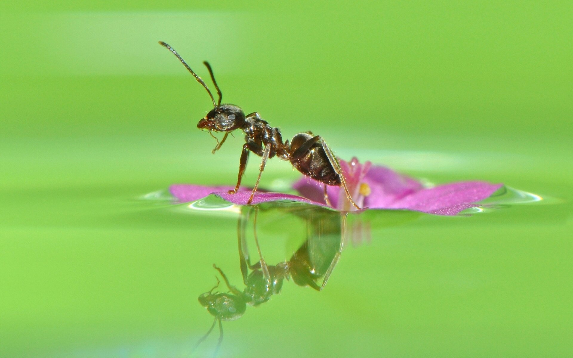 ant flower water reflection close up