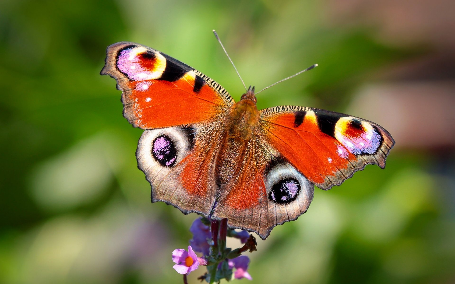 pfauenauge schmetterling blume makro