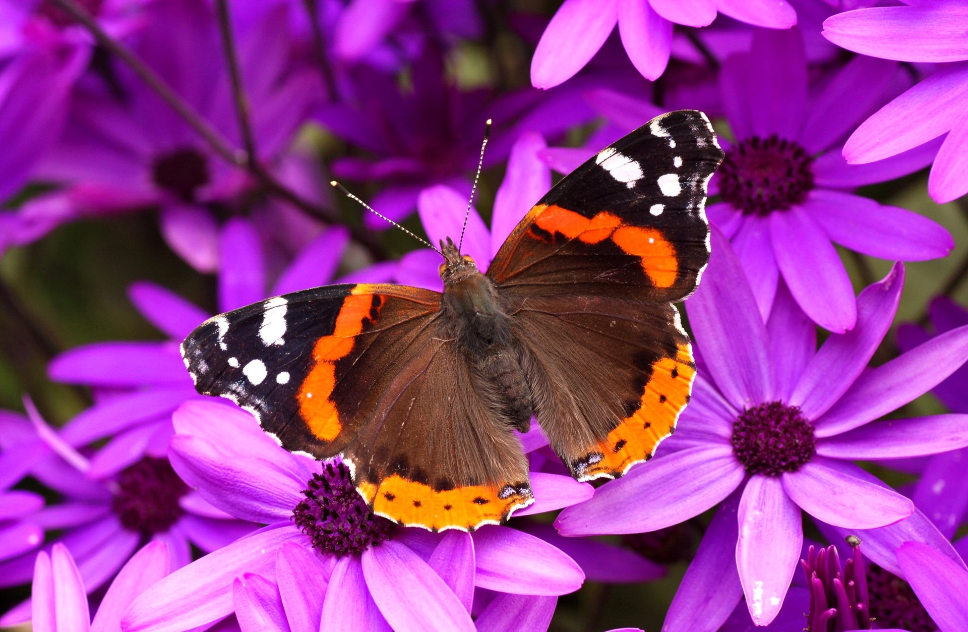 butterfly wings flowers moth petal