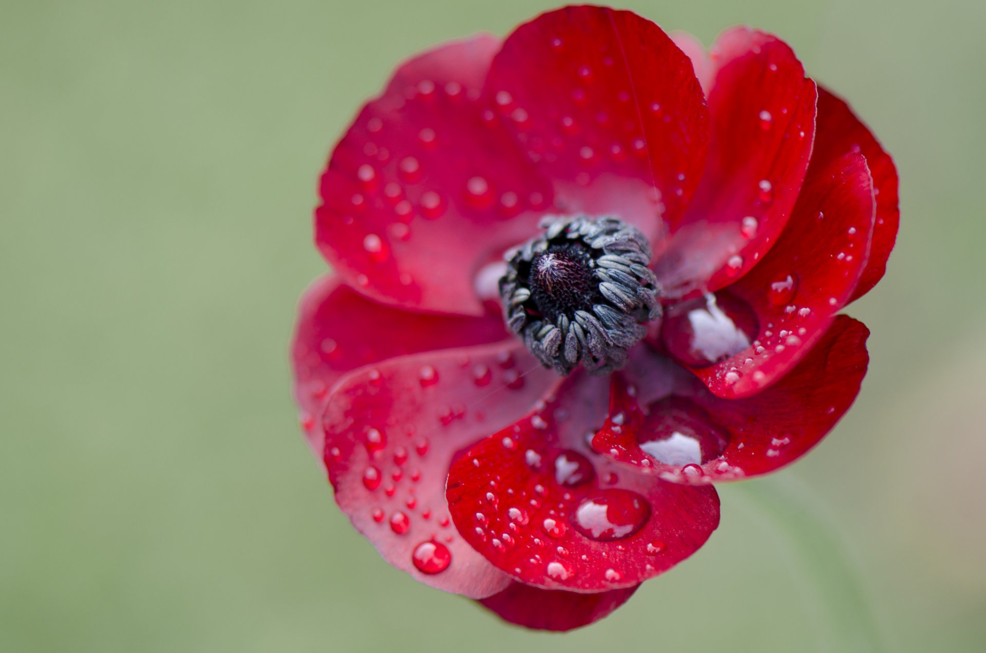 fiore petali natura pianta gocce rugiada acqua