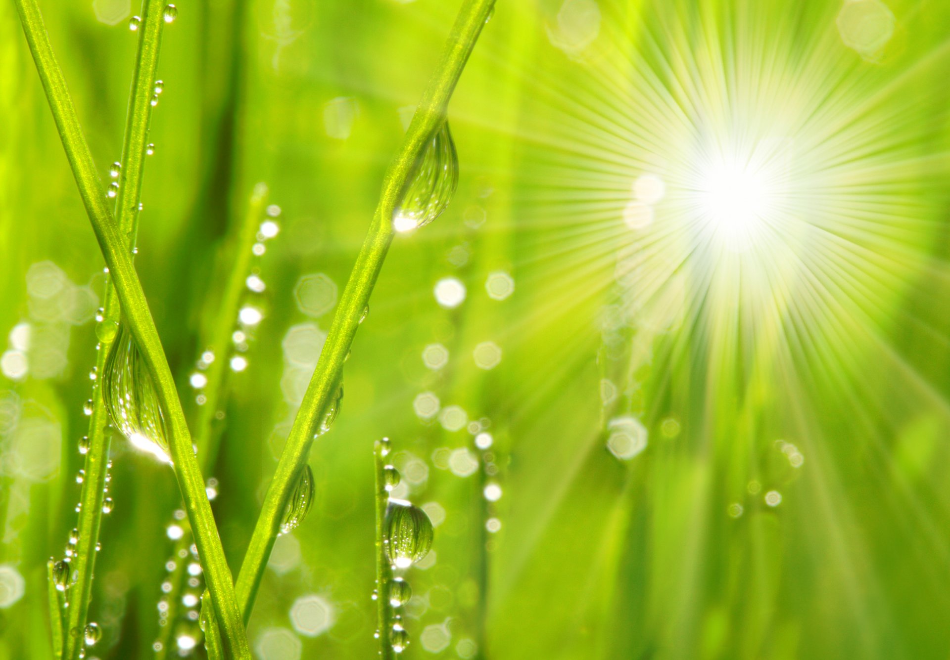 nature close up morning grass rosa drop