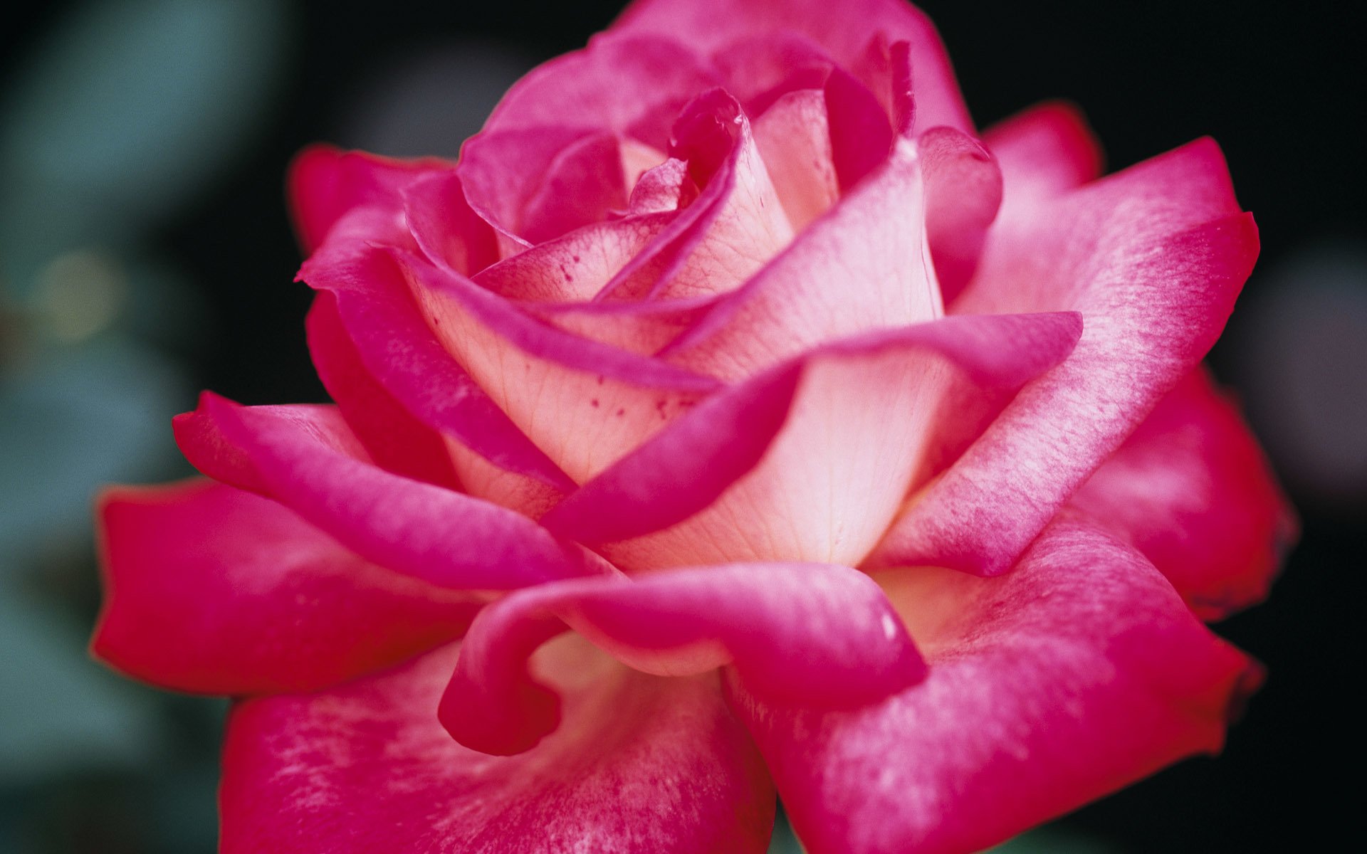 rose petals pink close up