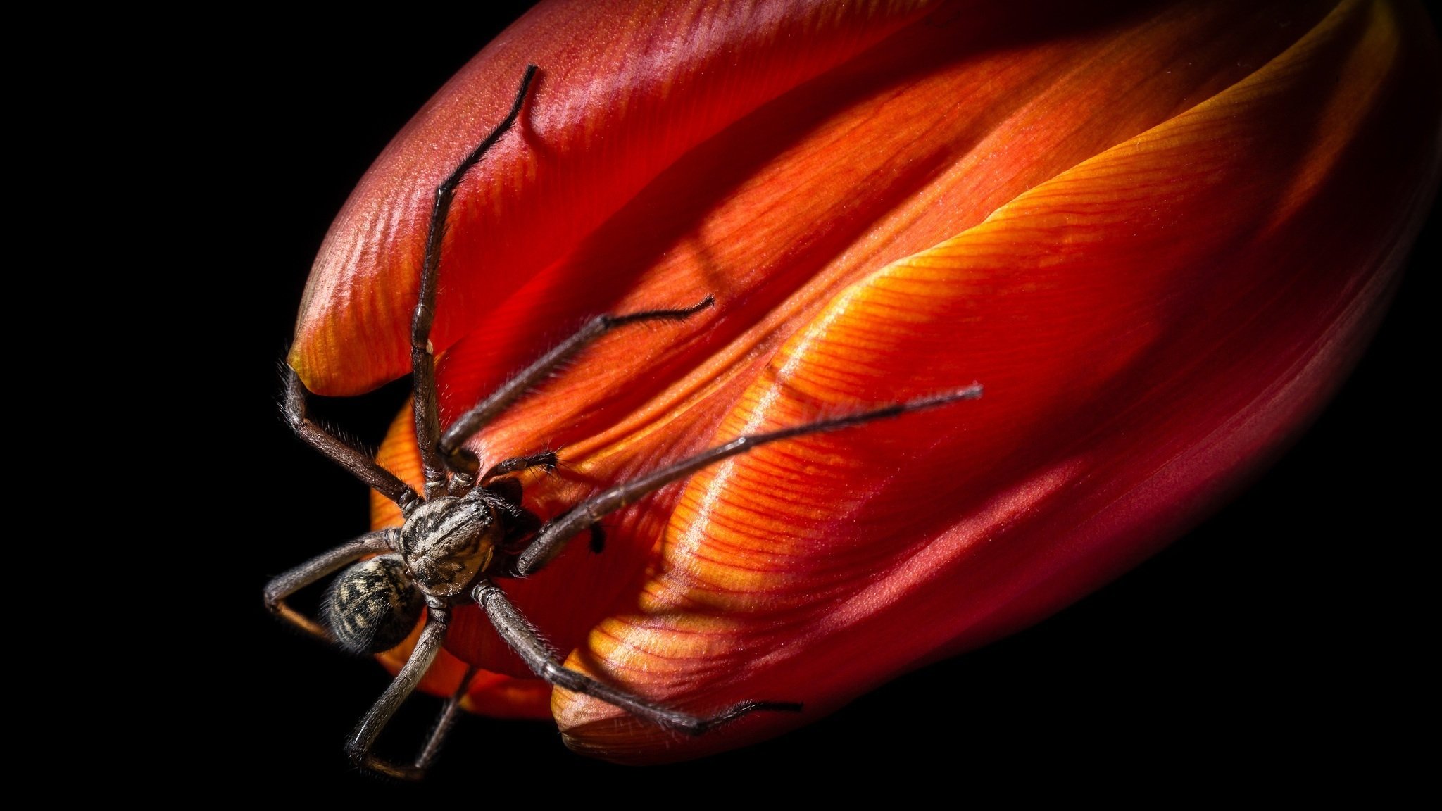 pider flower tulip petals close up dark background