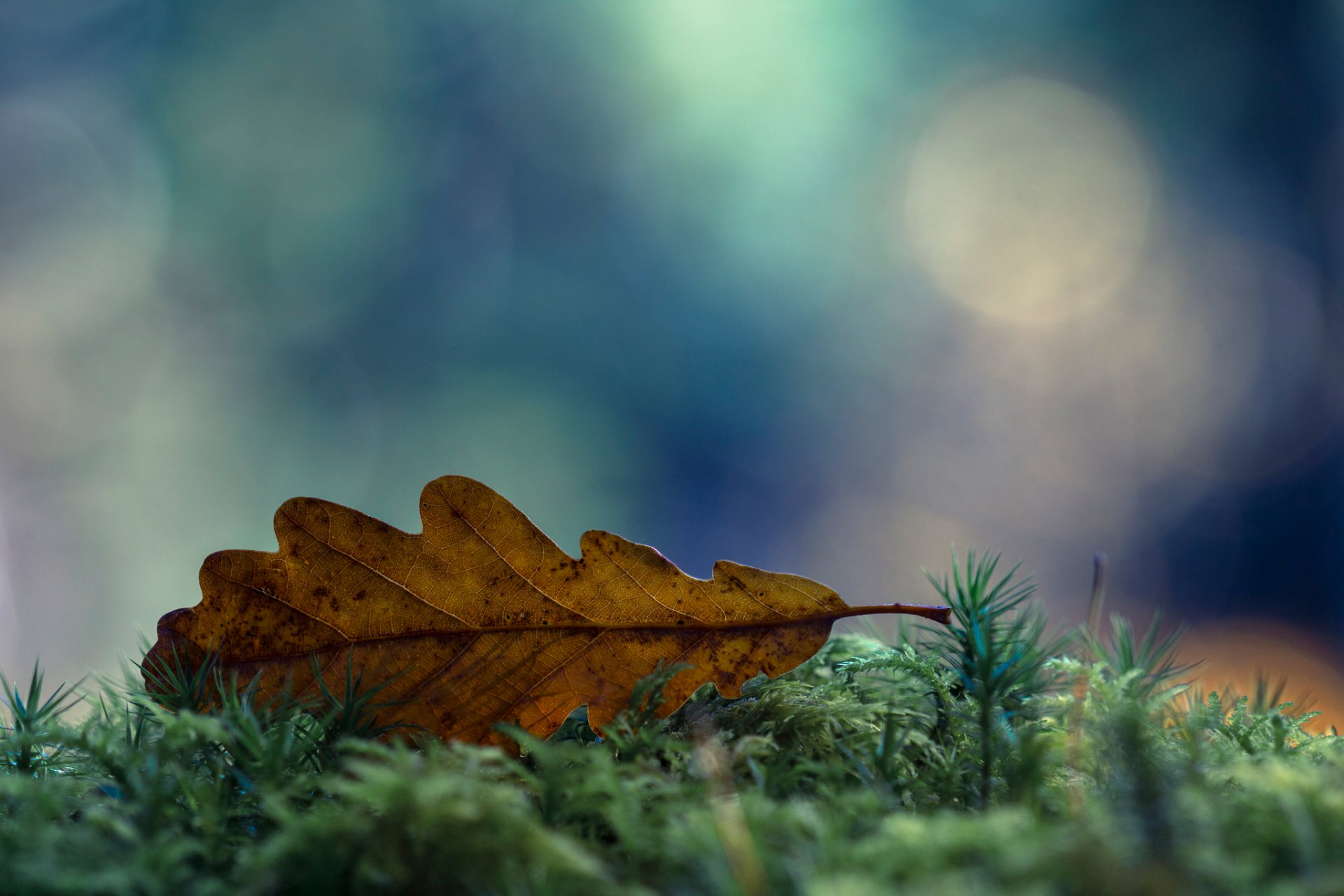 makro herbst november trocken blatt moos bokeh