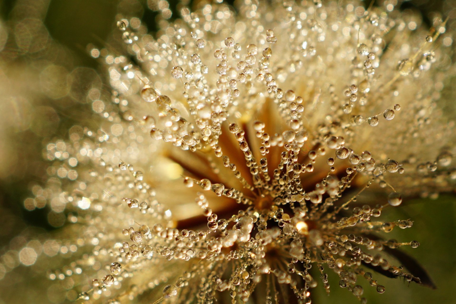 dandelion drops rosa reflection