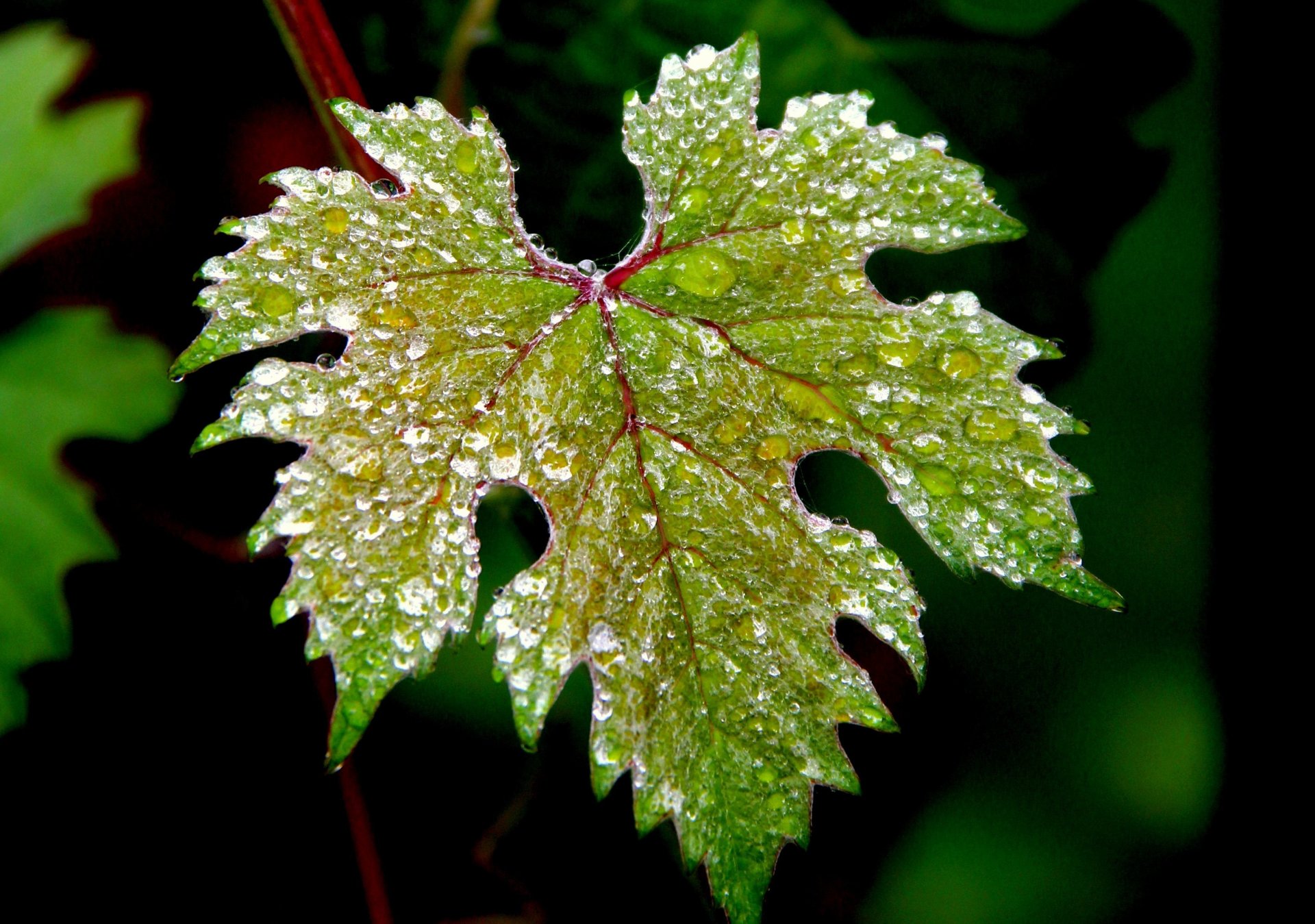 macro macro feuille vert eau gouttes nature