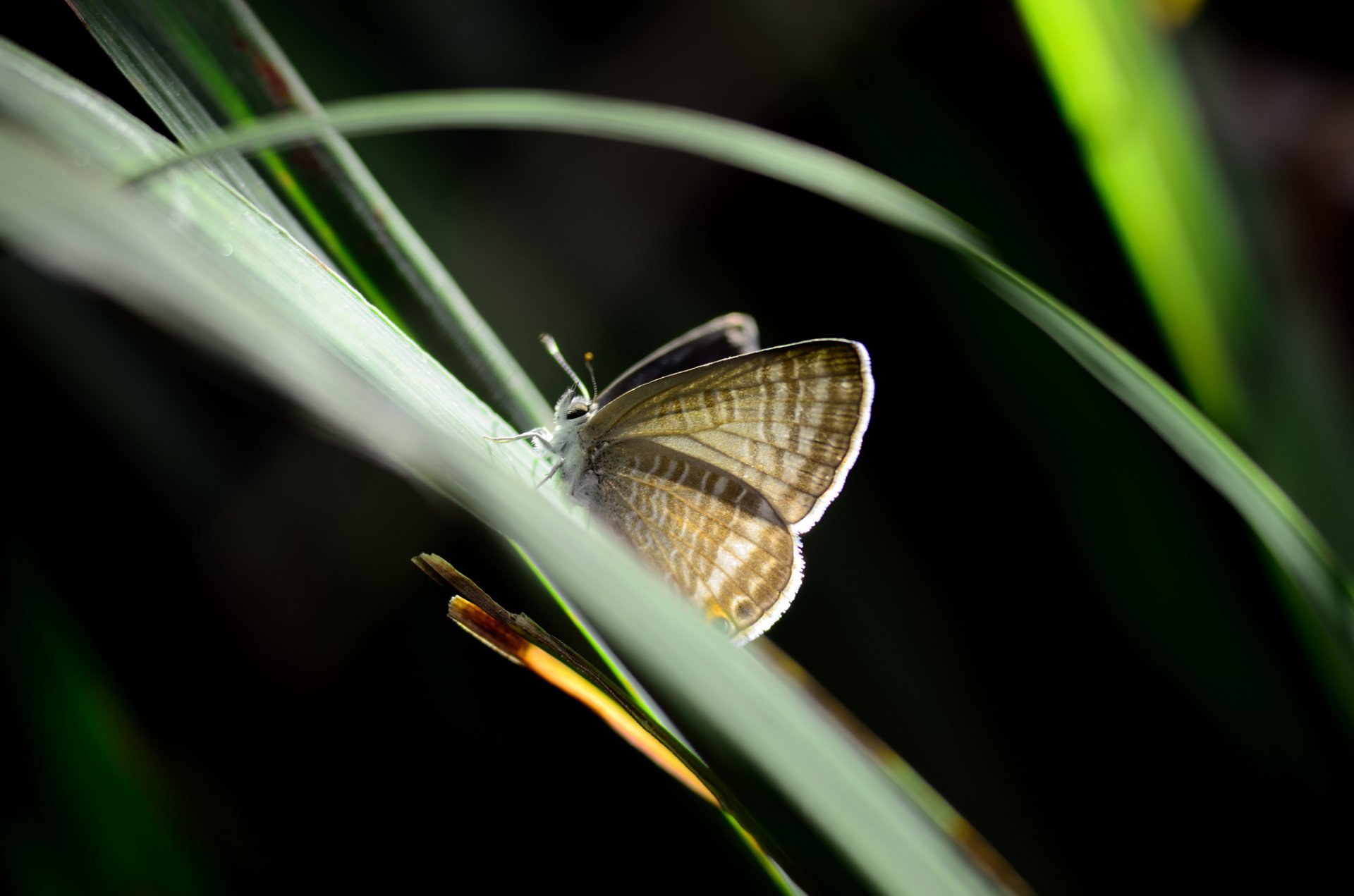 roślina liście motyl