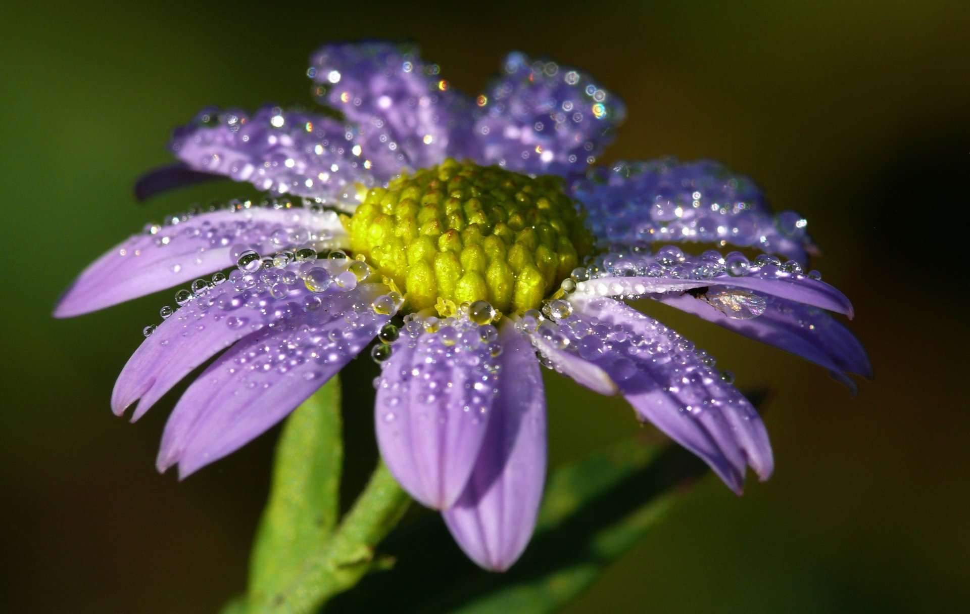 blume flieder tropfen tau