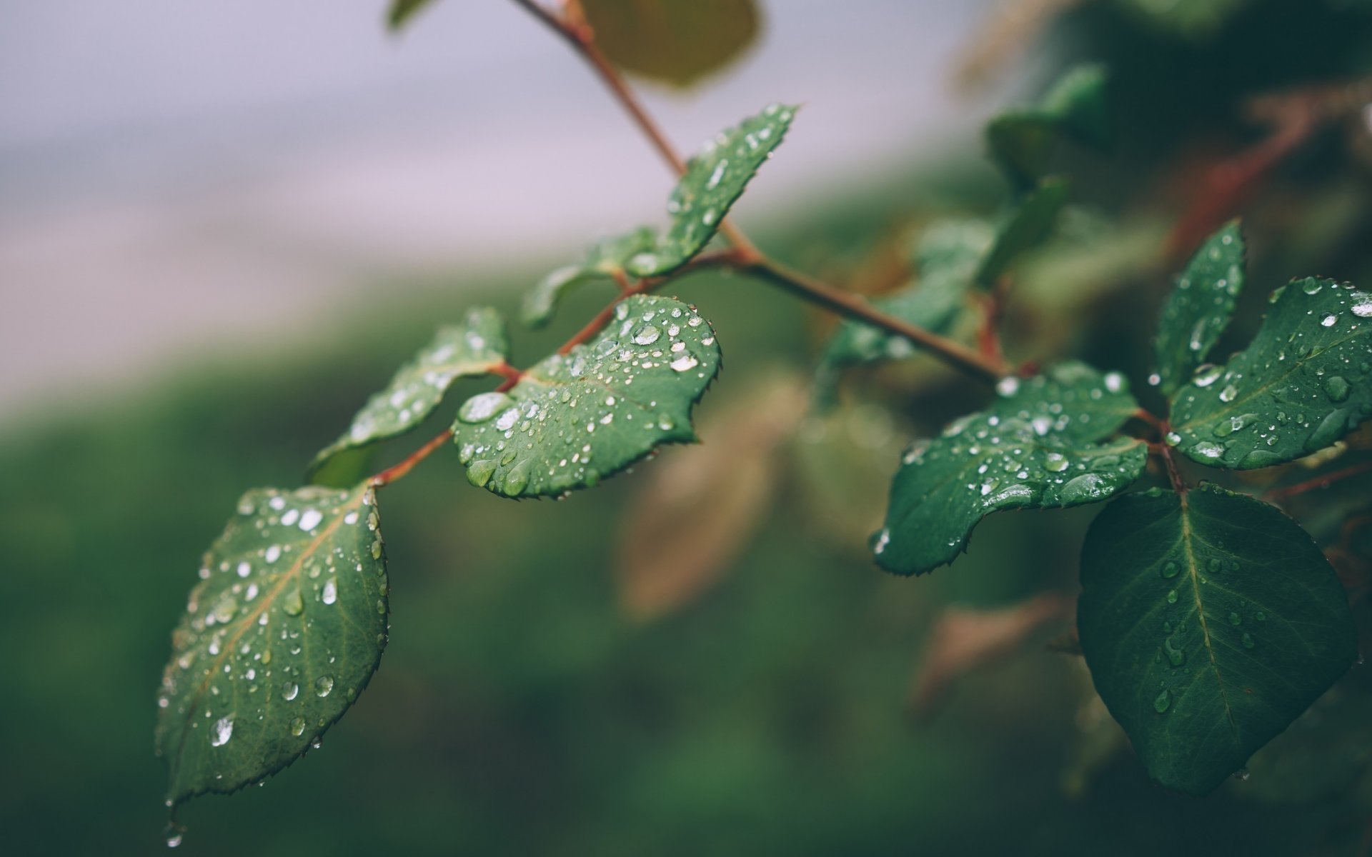 branche feuilles gouttes gros plan vert