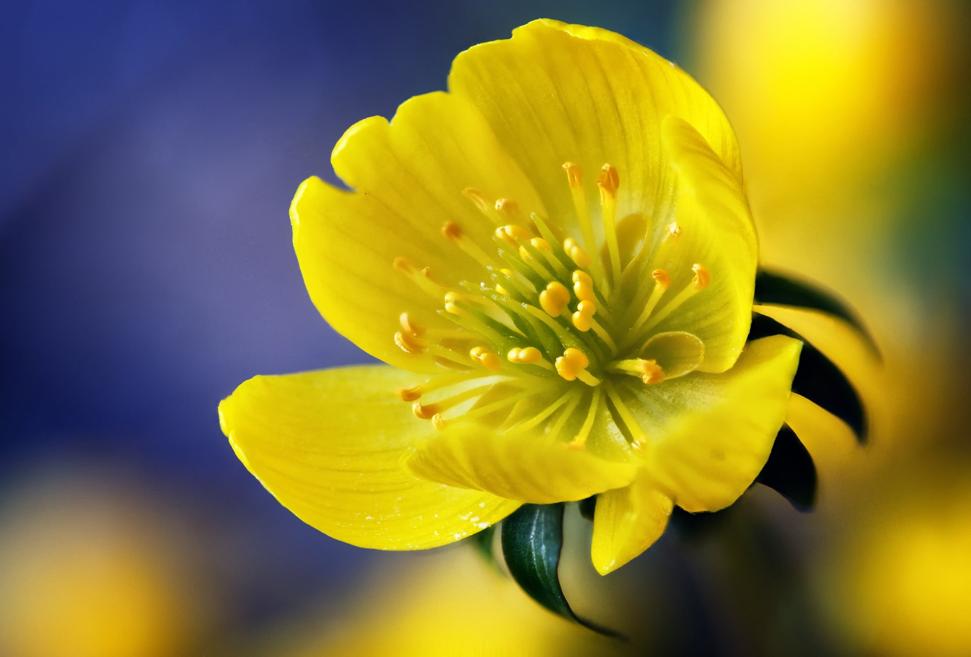 flor macro amarillo amarillo púrpura