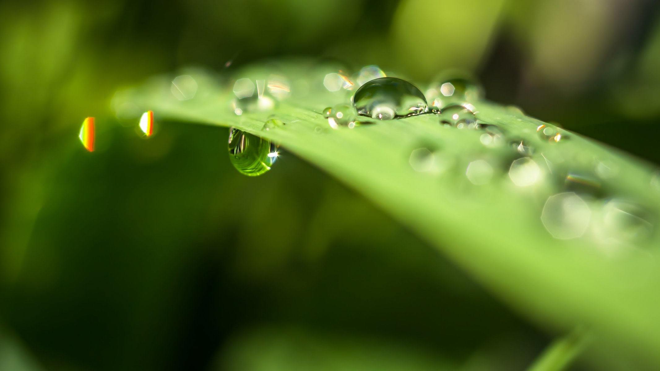 makro blatt tropfen wasser blendung