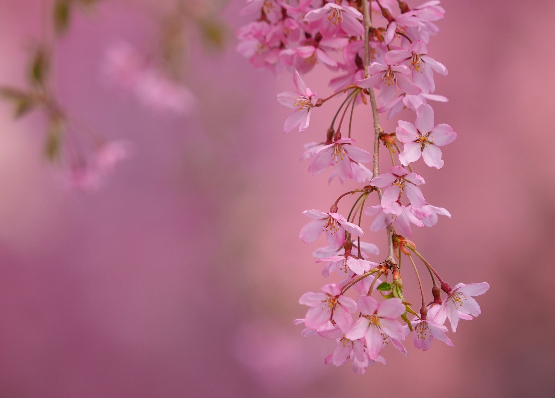 cherry branch bloom flowers close up spring