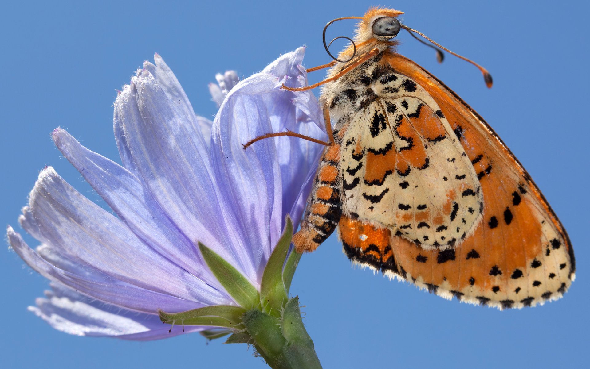 cielo fiore petali farfalla ali falena insetto