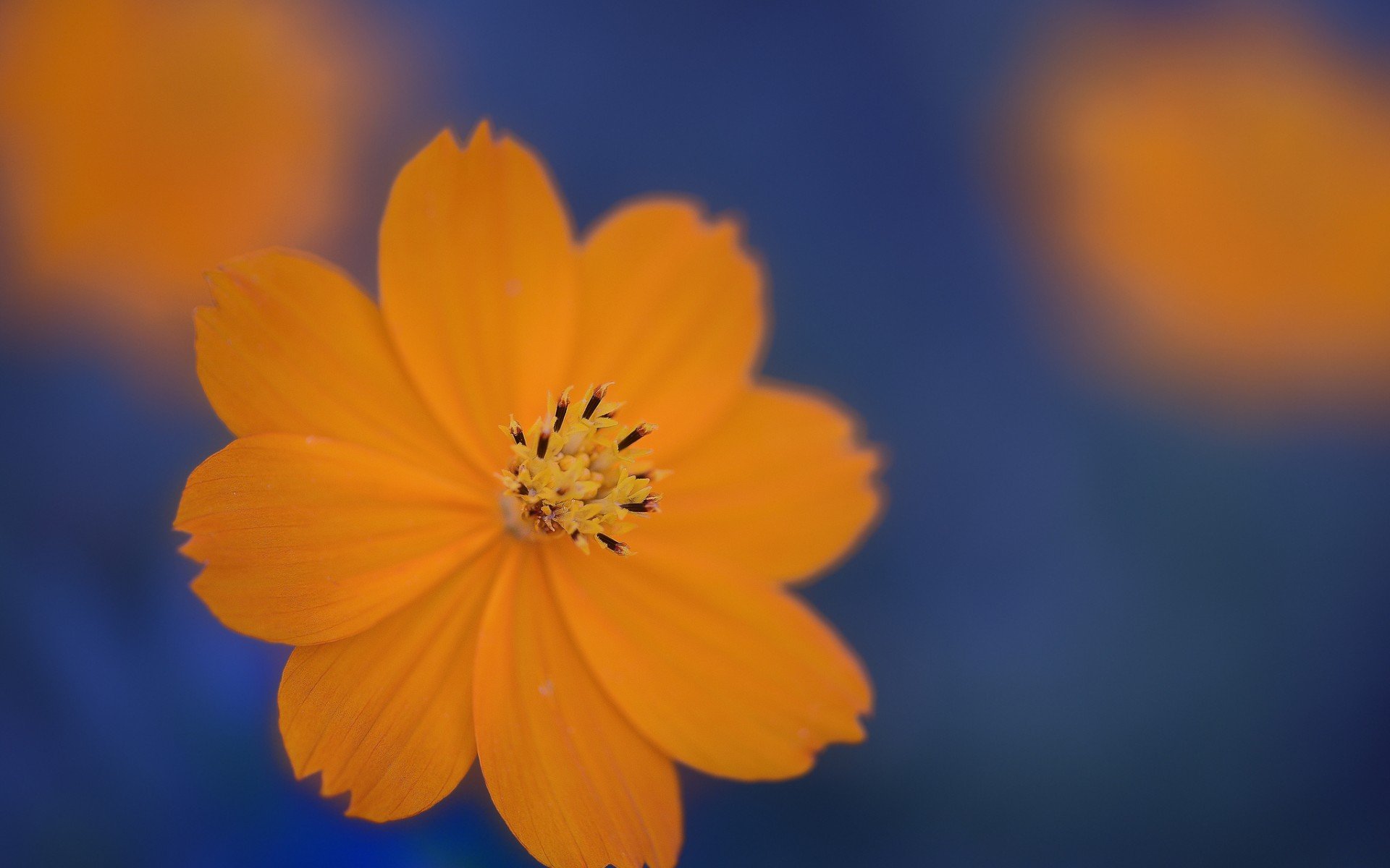 fleur gros plan orange