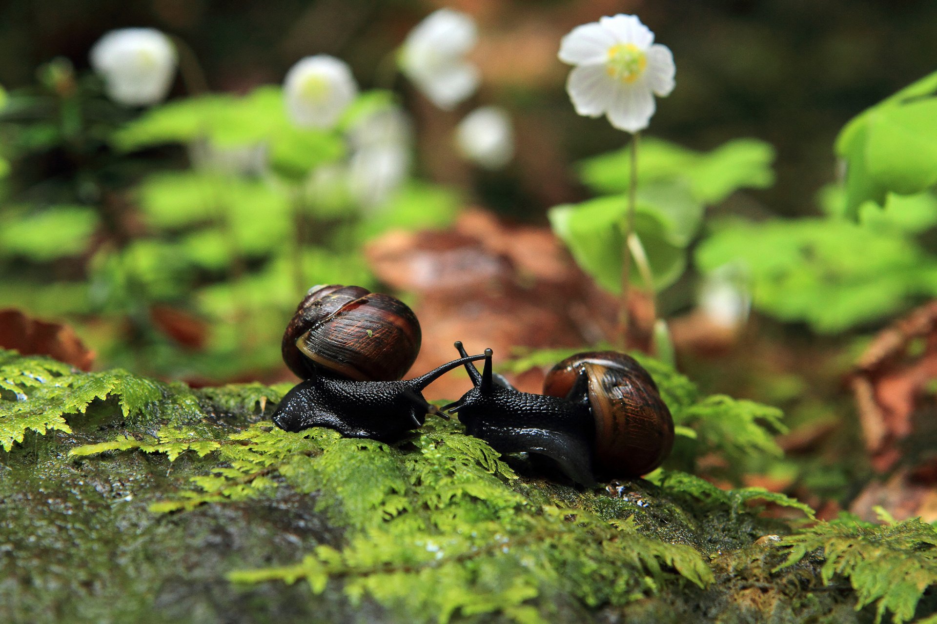 escargots gros plan feuilles fleurs copines