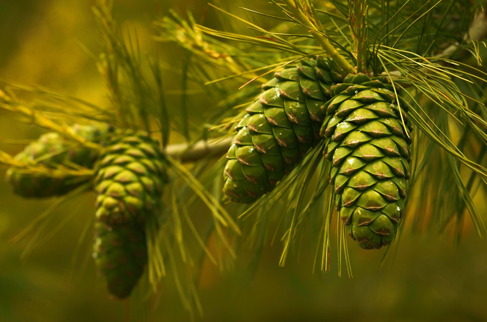 bump pine needle branch