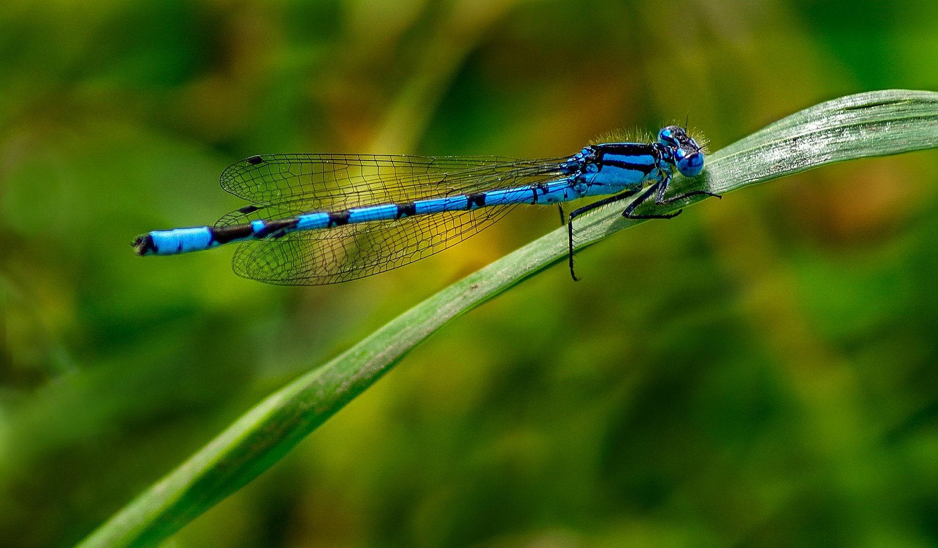 dragonfly insect sheet grass nature