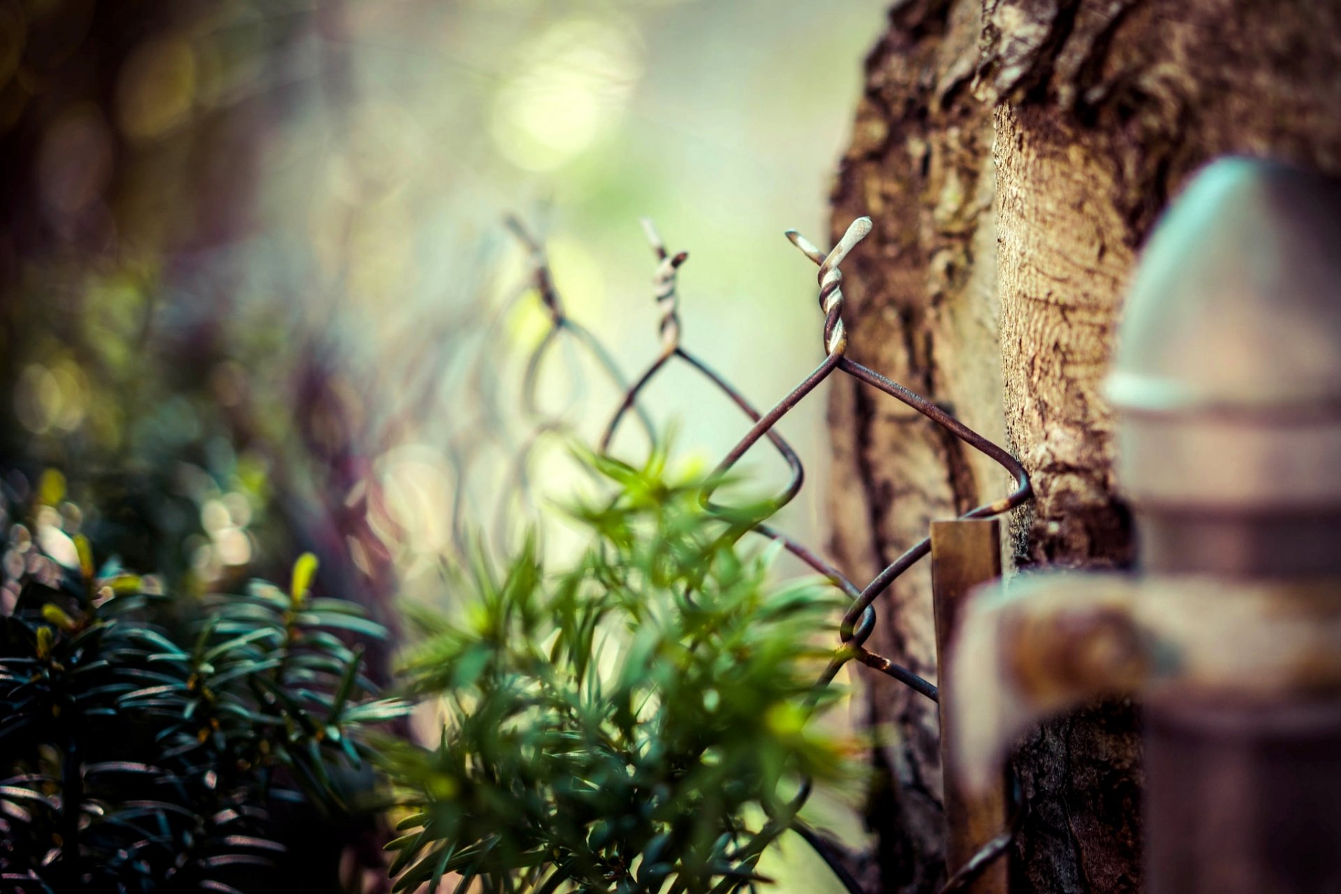 mesh fence fence tree leaves macro nature blur bokeh