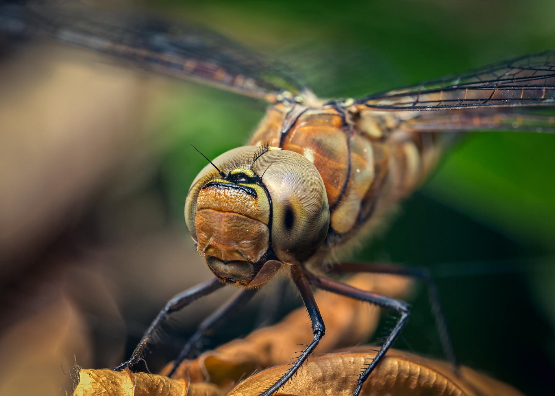 libelle insekt flügel kopf augen pfoten