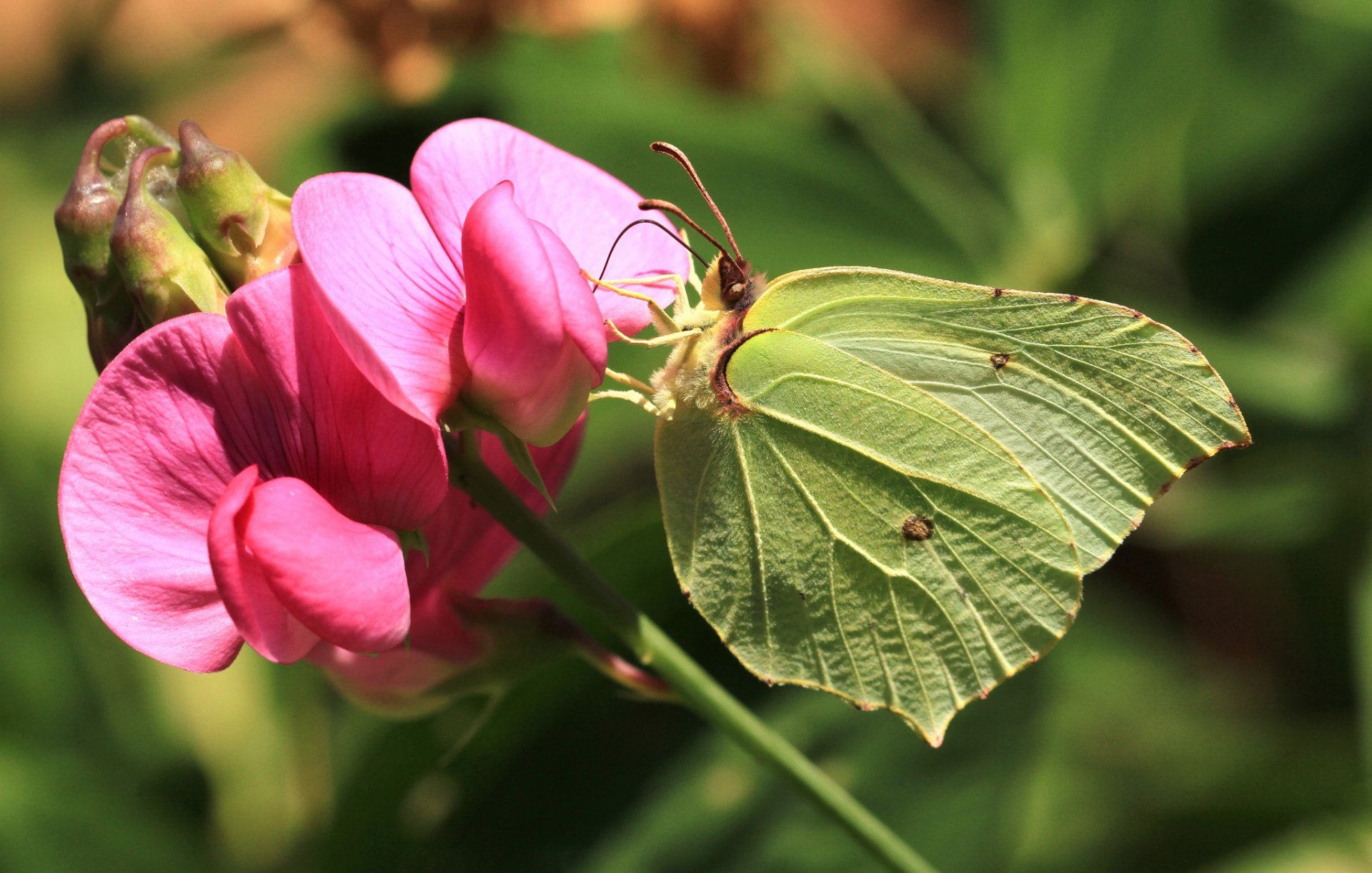 kruschinnitze zitronengras schmetterling blume makro