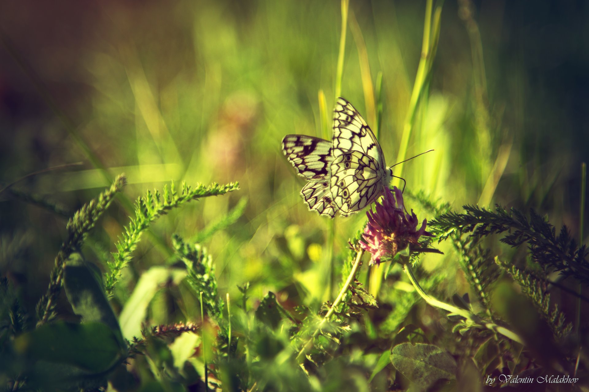 butterfly klver green summer wallpaper picture