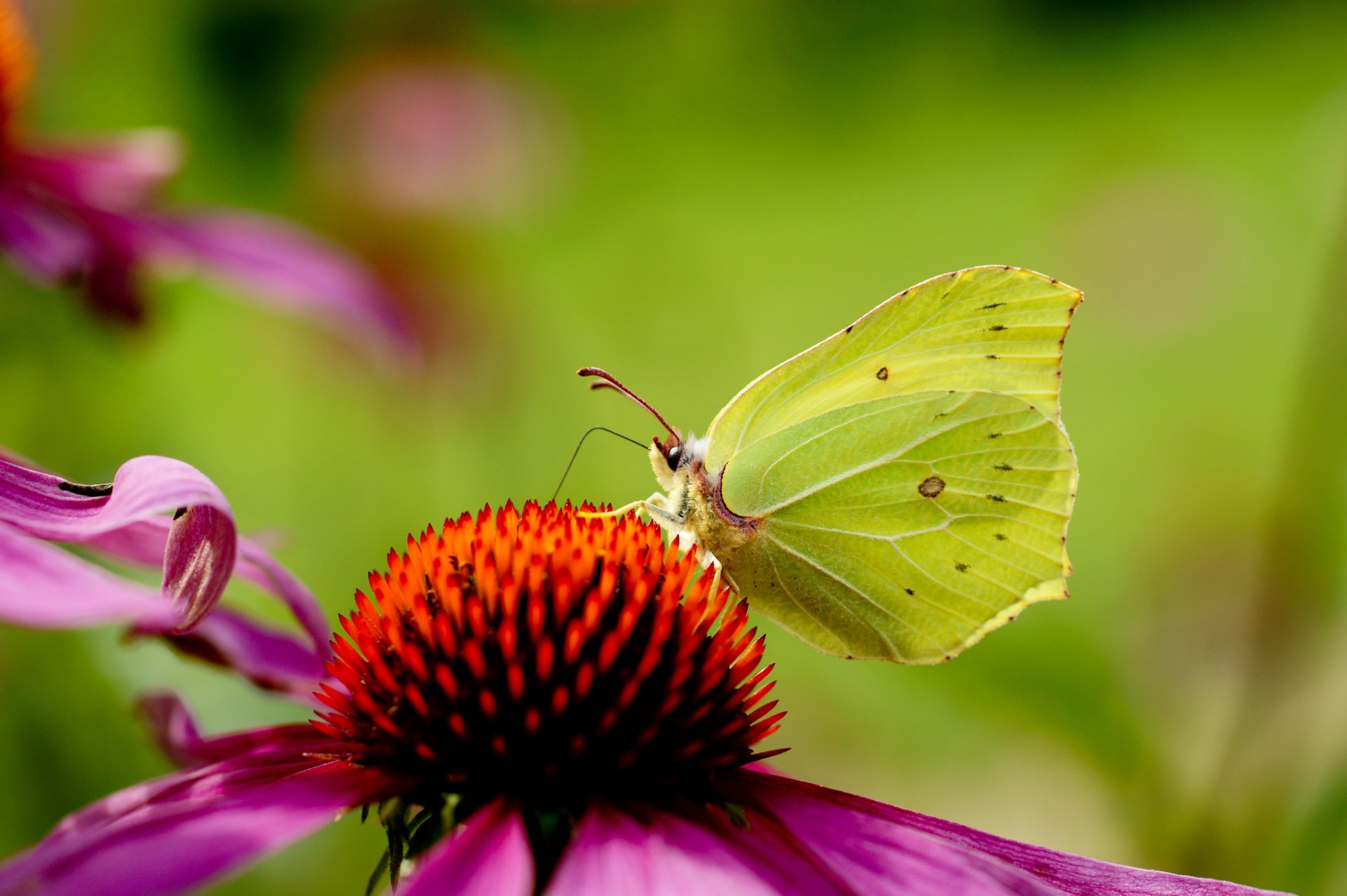 fleur rose échinacée papillon fond