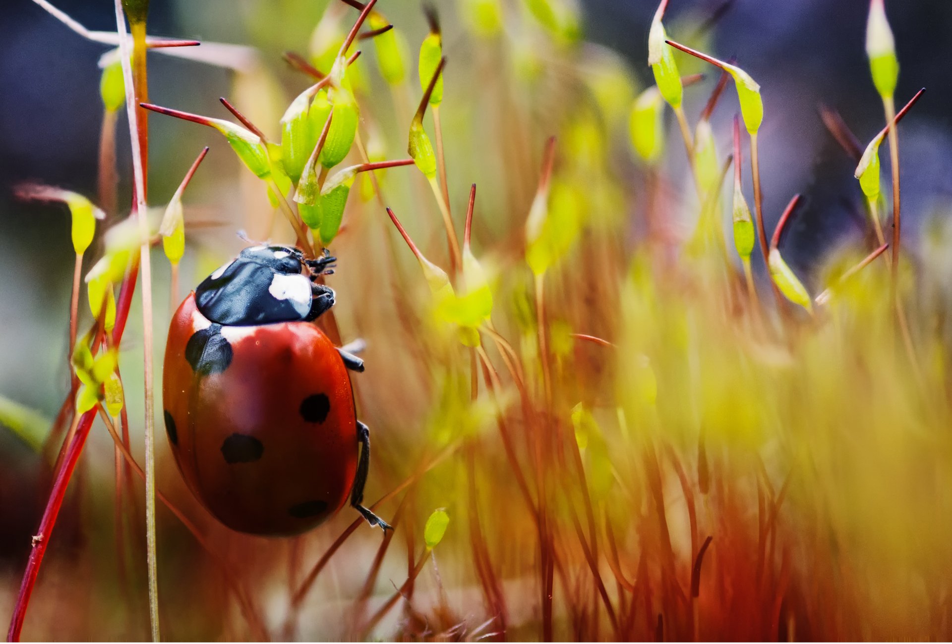 coccinelle plantes rampant mouchetée