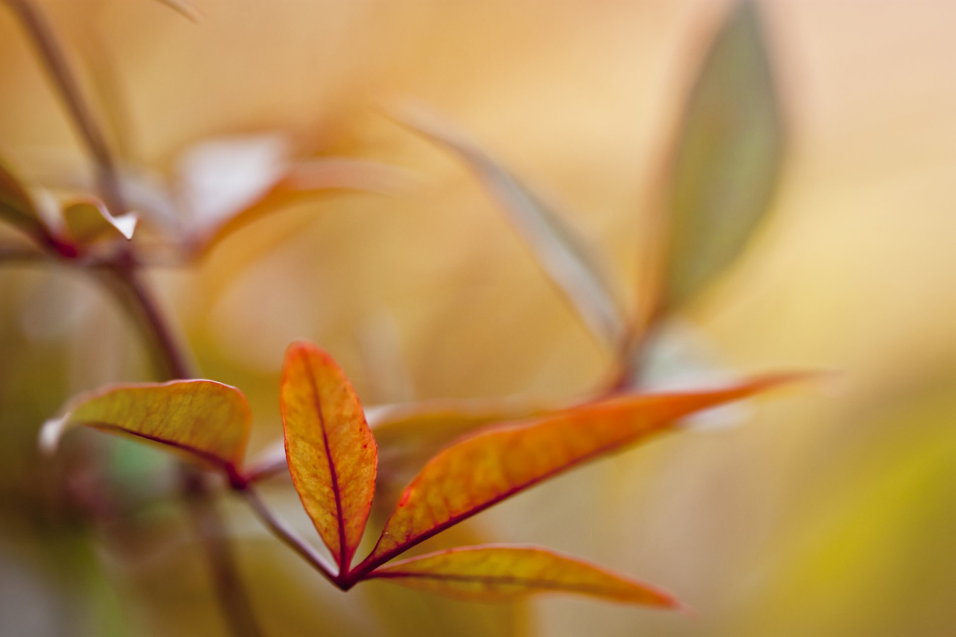 macro ramo foglie giallo autunno