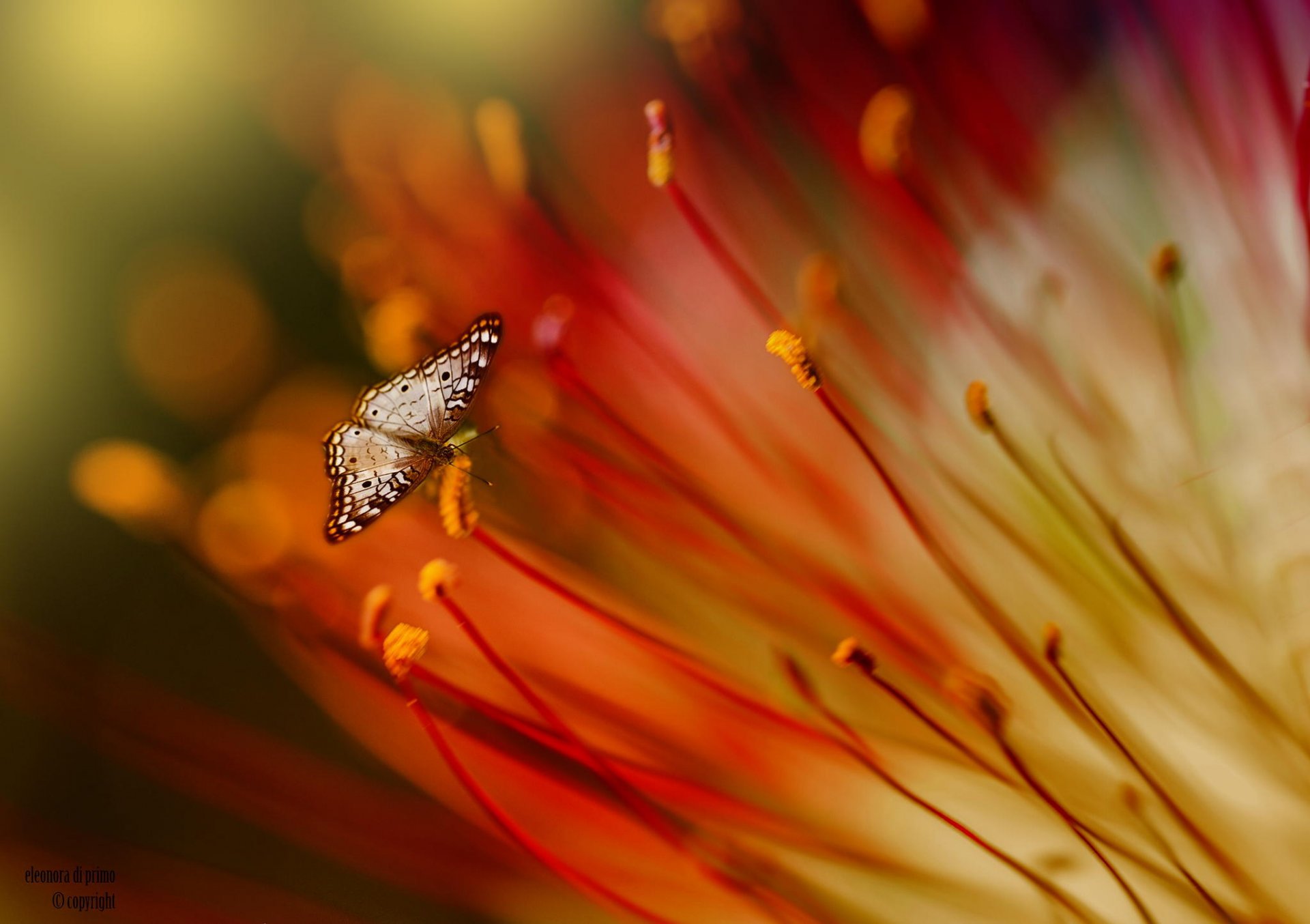 schmetterling makro blume