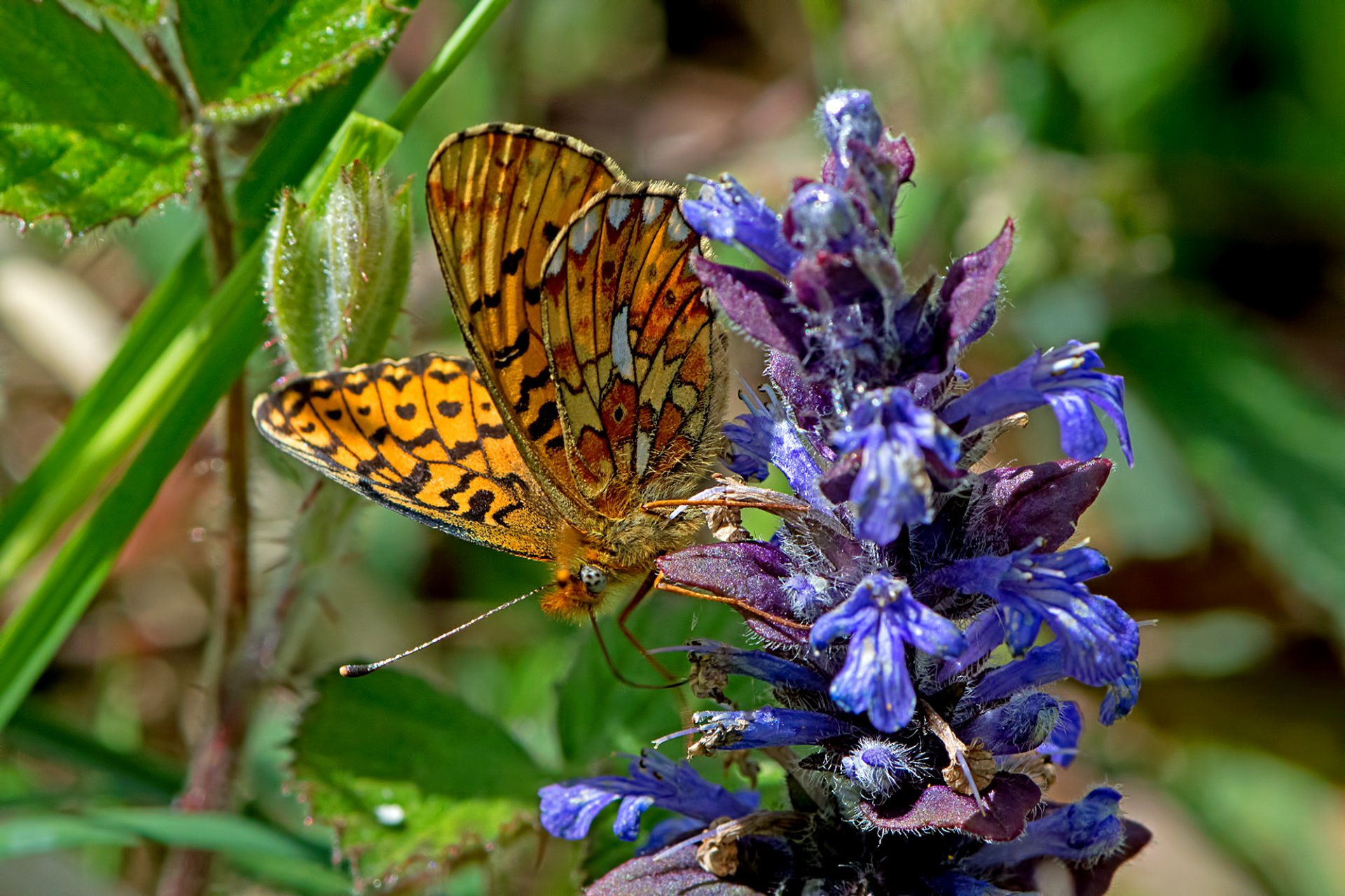 perlamutrovka evfrosina butterfly flower close up