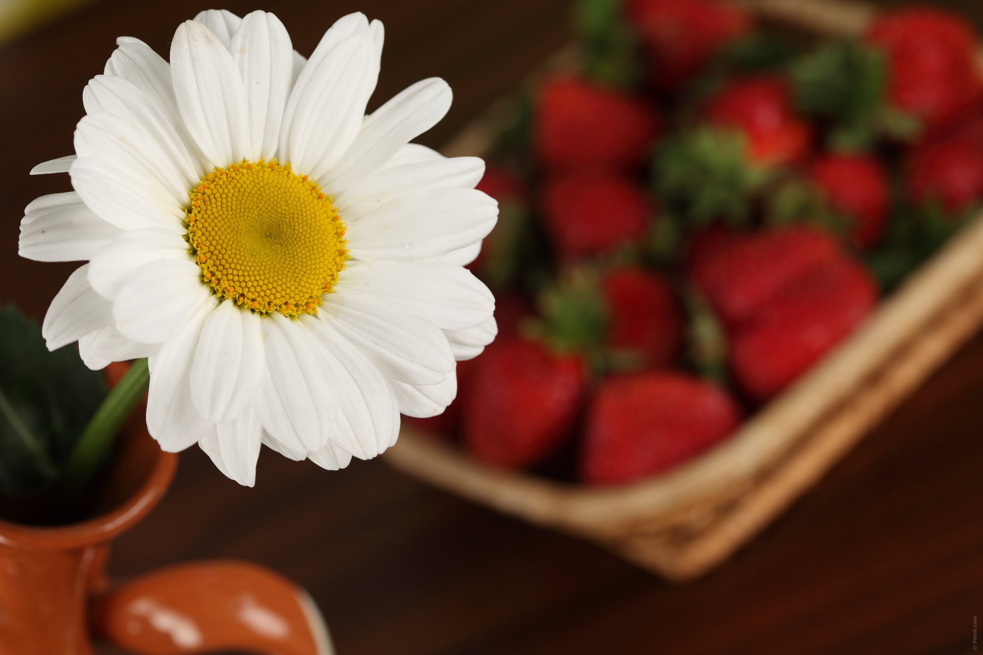 close up strawberry flower daisy