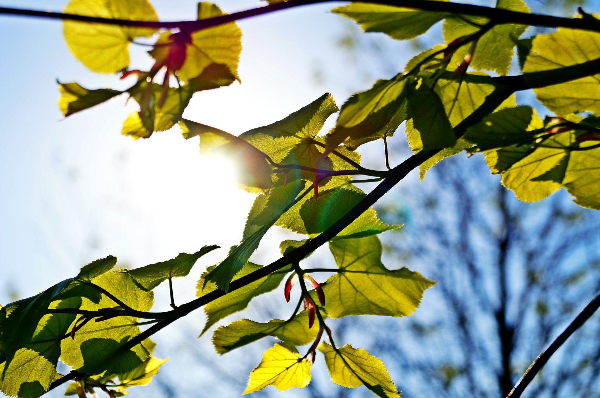 feuille arbre soleil ciel vert bleu gros plan faisceau