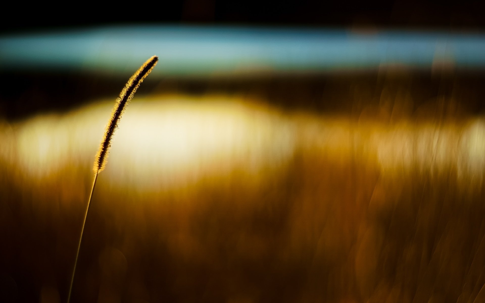 macro spighetta spighetta spighetta campo grano segale sfocatura bokeh macro sfondo carta da parati widescreen schermo intero widescreen