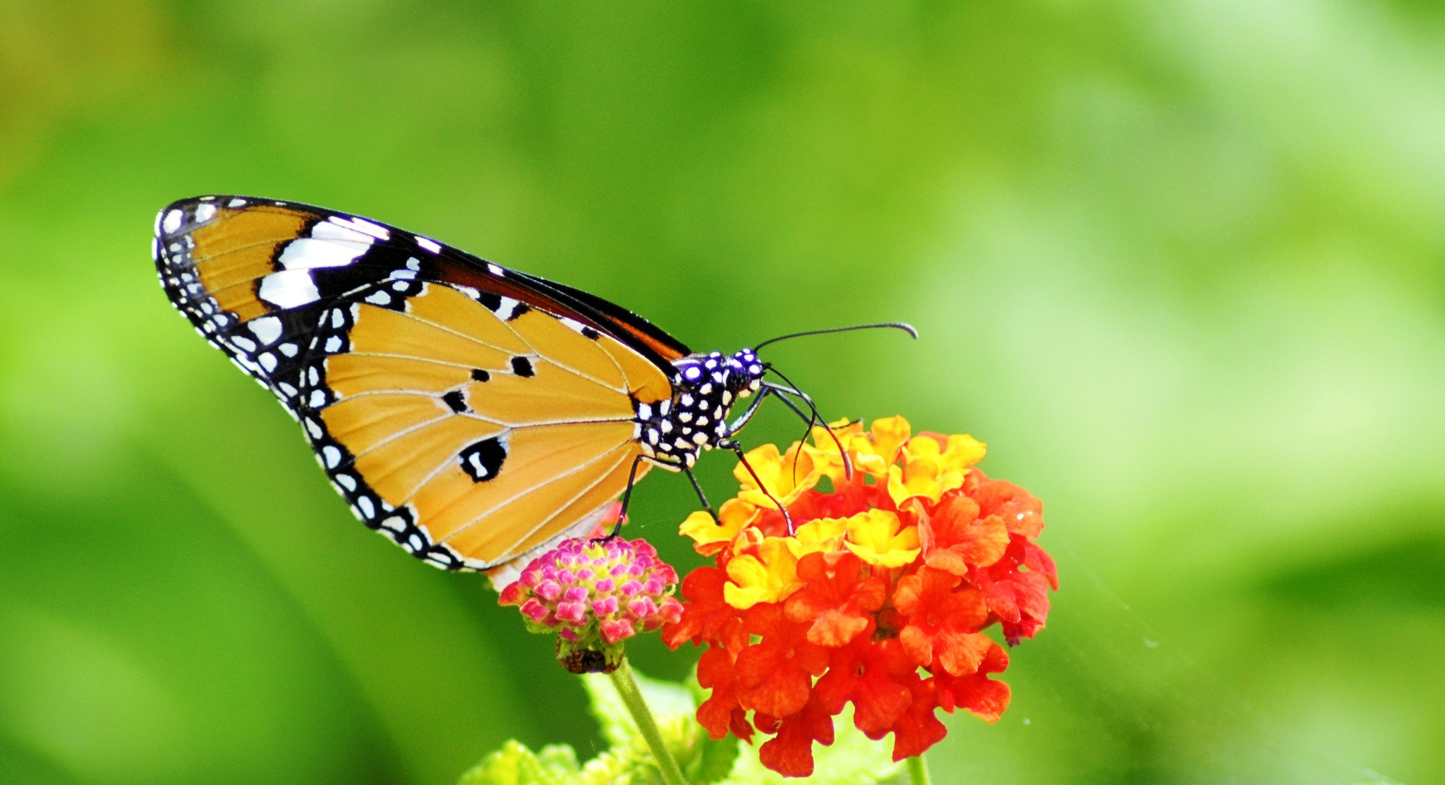 papillon ailes modèle fleur plante insecte