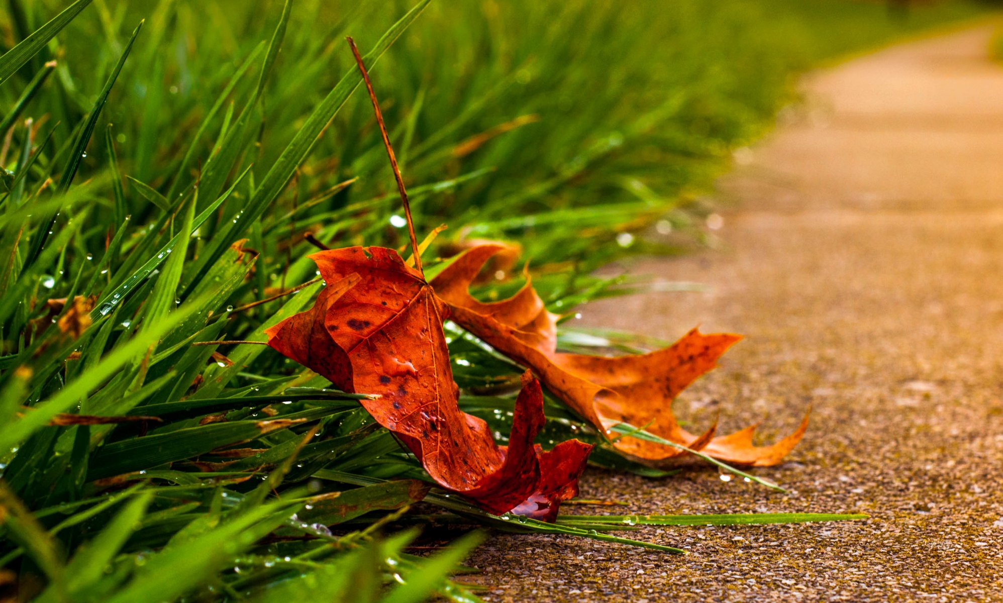 macro foglia foglia foglie goccia acqua rugiada macro pioggia lascia gocce natura autunno