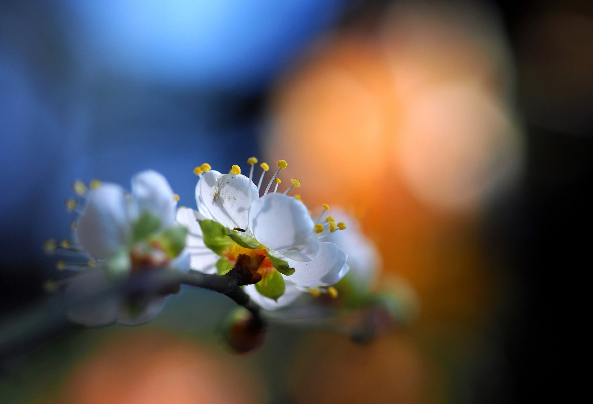 upplies branch flower petals highlight spring