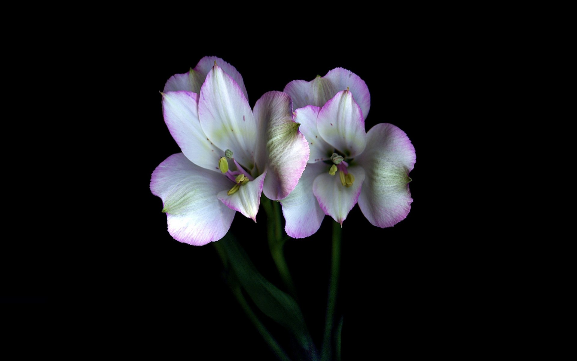 fleurs tige pétales couple lumière ombre