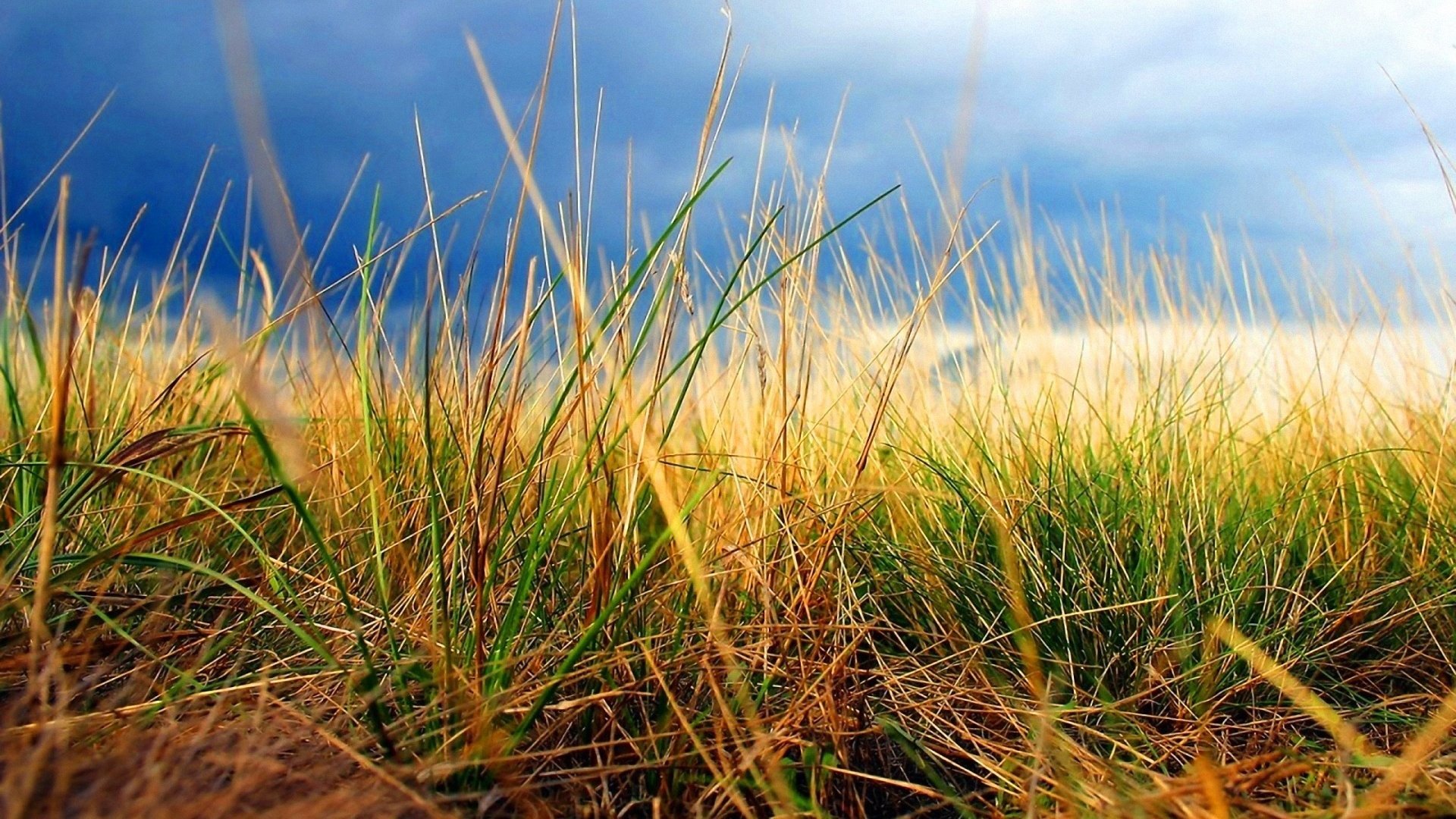 ciel herbe automne