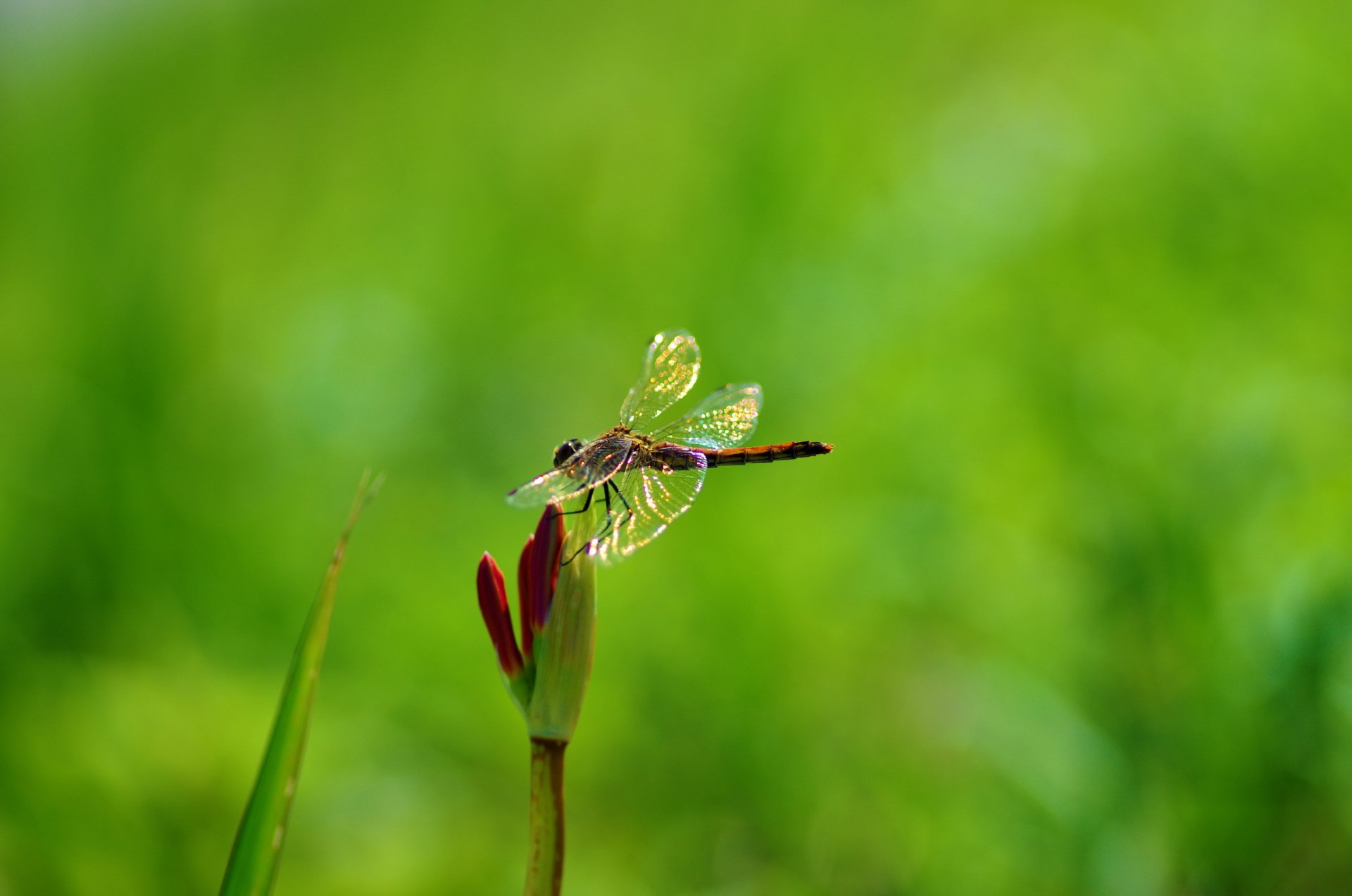 planta flor libélula